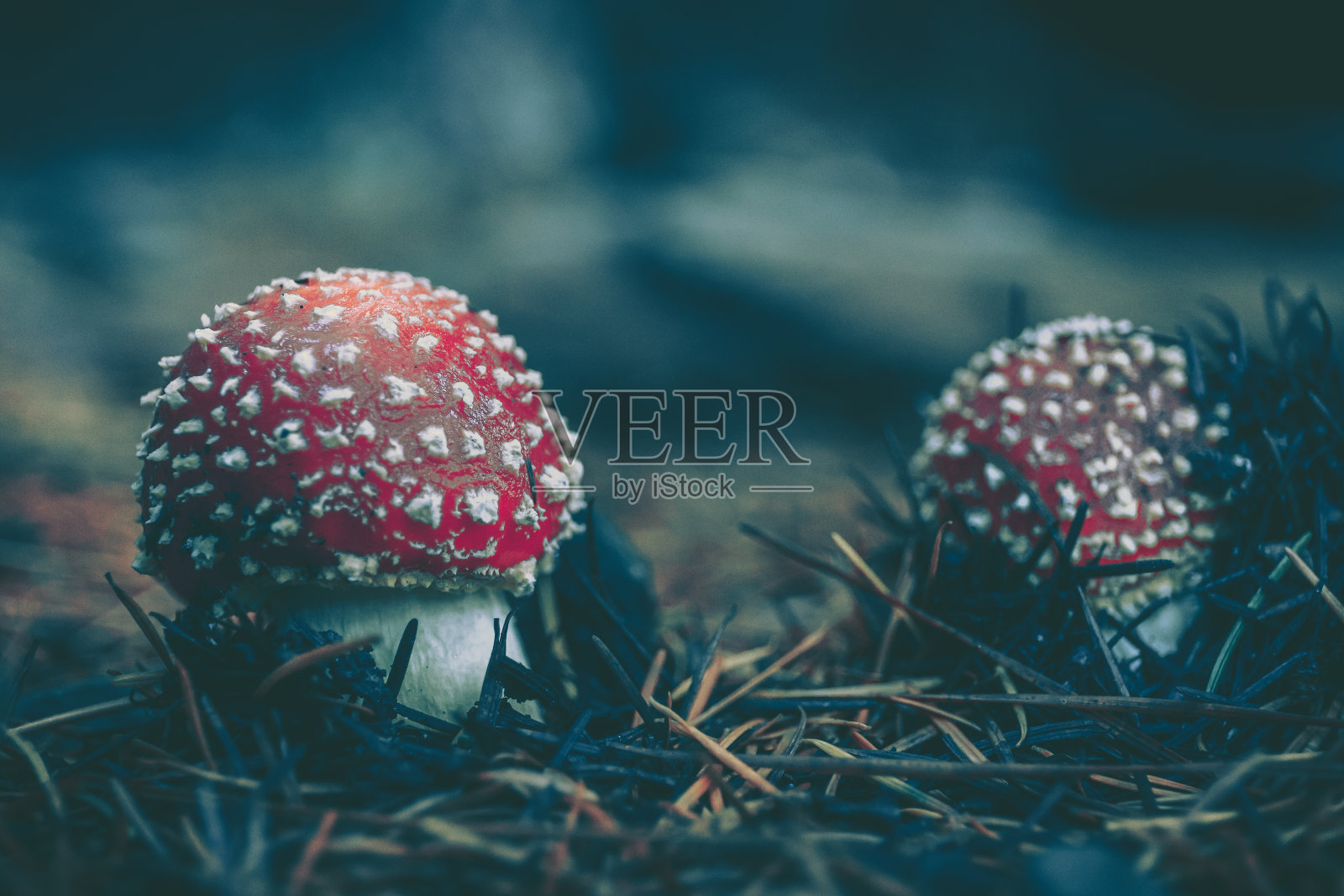 野生蘑菇生长在潮湿的森林;复古风格照片摄影图片