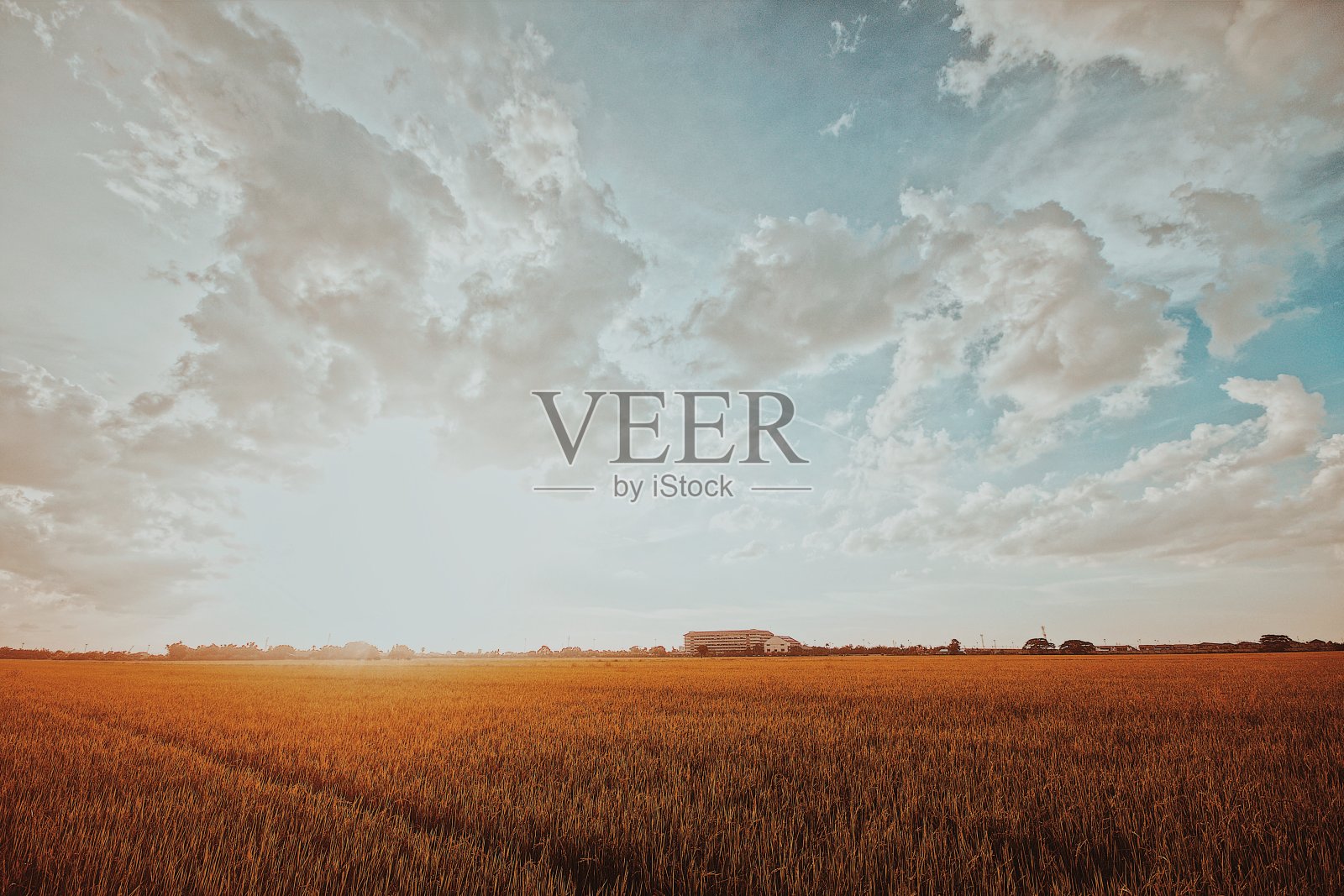 在日落时分，泰国，亚洲的农场风景照片摄影图片