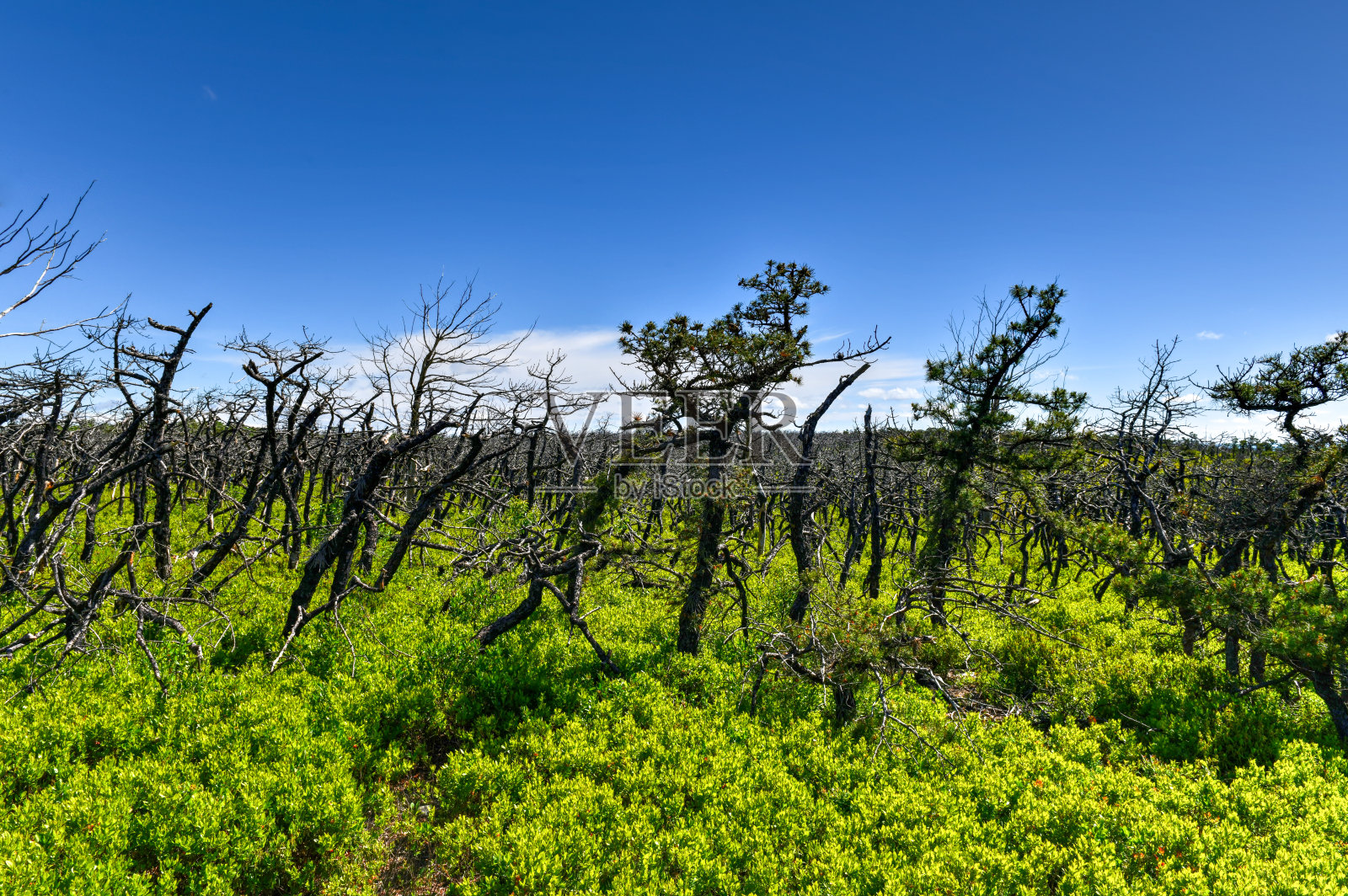明尼苏达州立公园保护区-纽约照片摄影图片