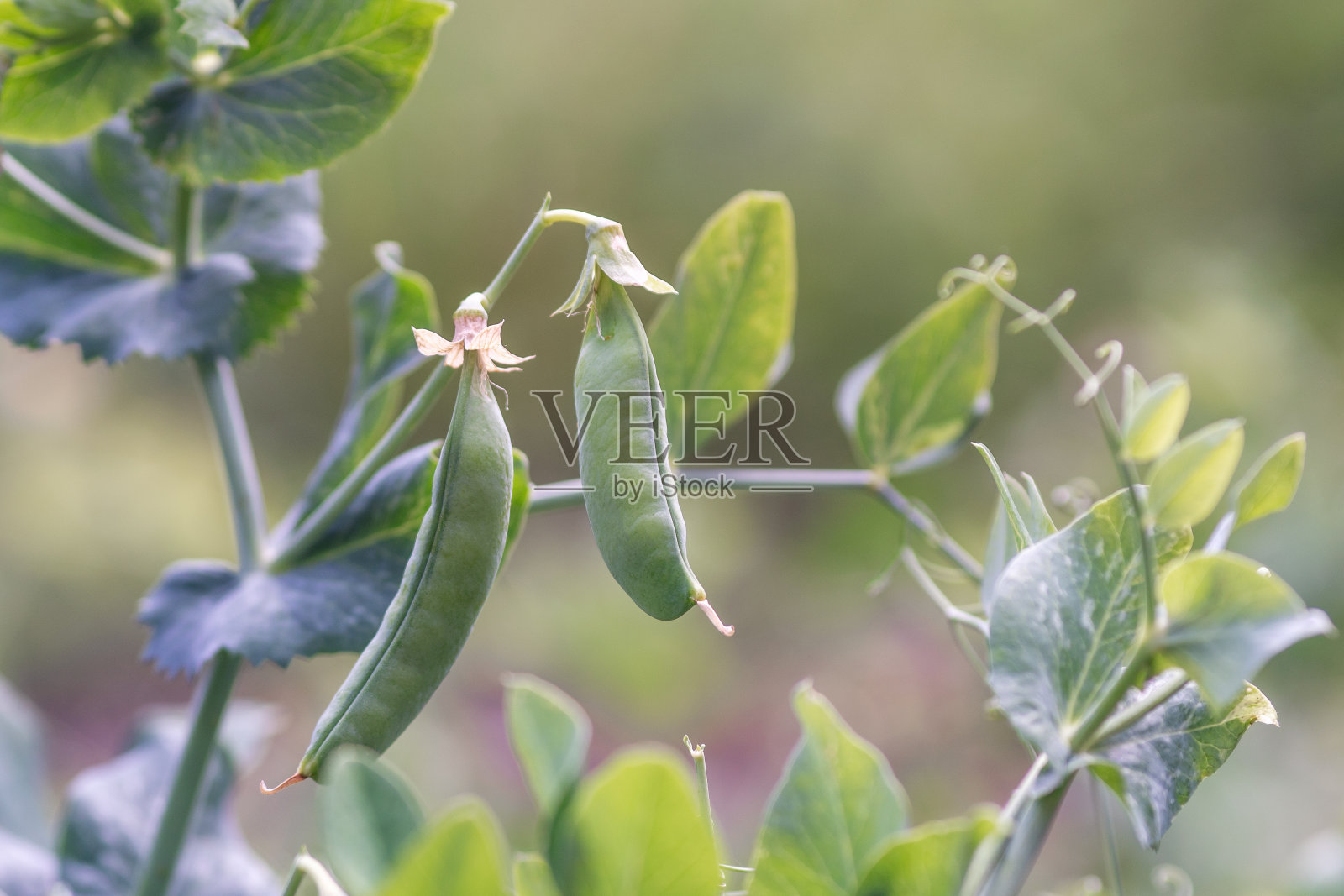 绿豌豆的豆荚长在花园里照片摄影图片