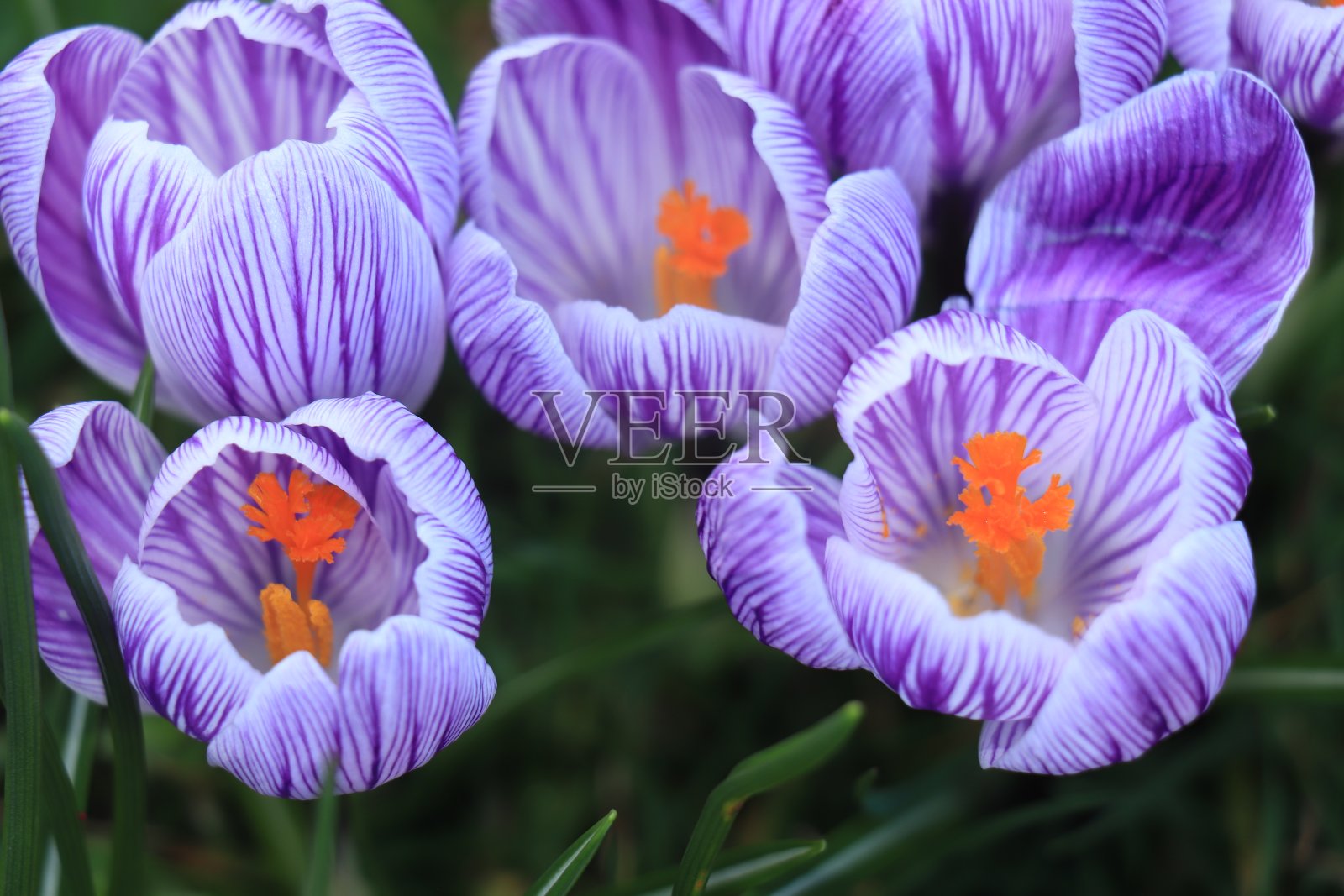 草中的紫白色番红花照片摄影图片