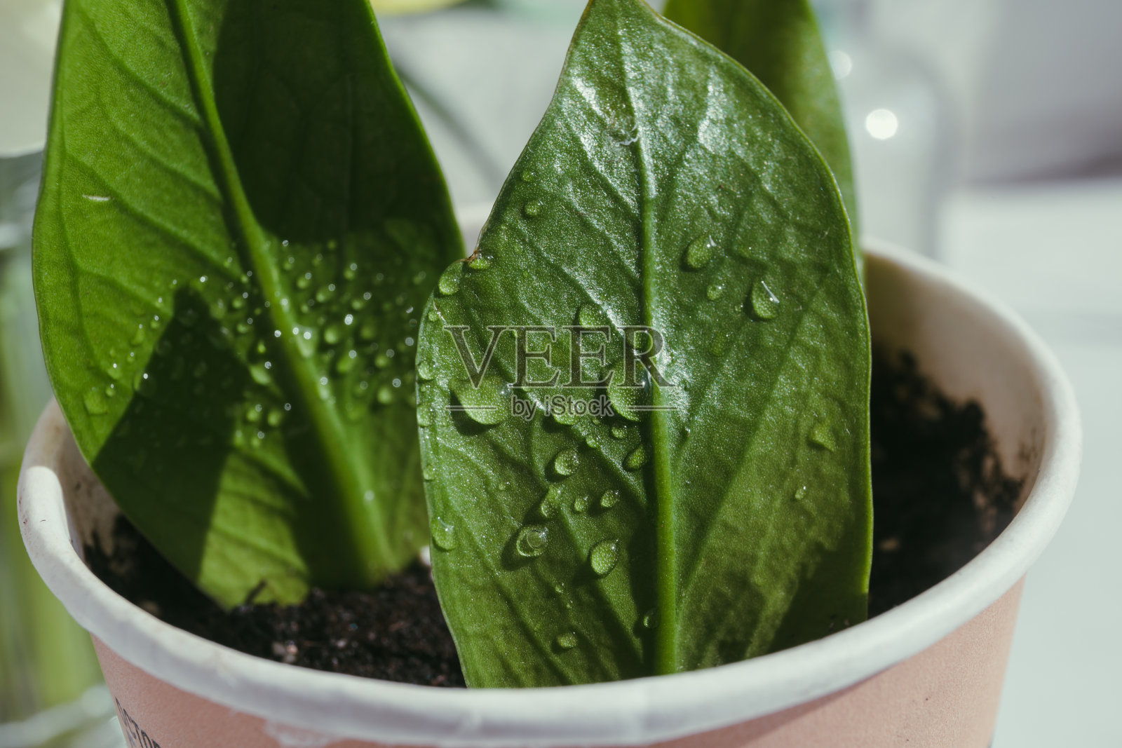 一棵小美元树在发芽。用纸制咖啡杯种植植物。生态再利用。树叶和水滴的特写。照片摄影图片