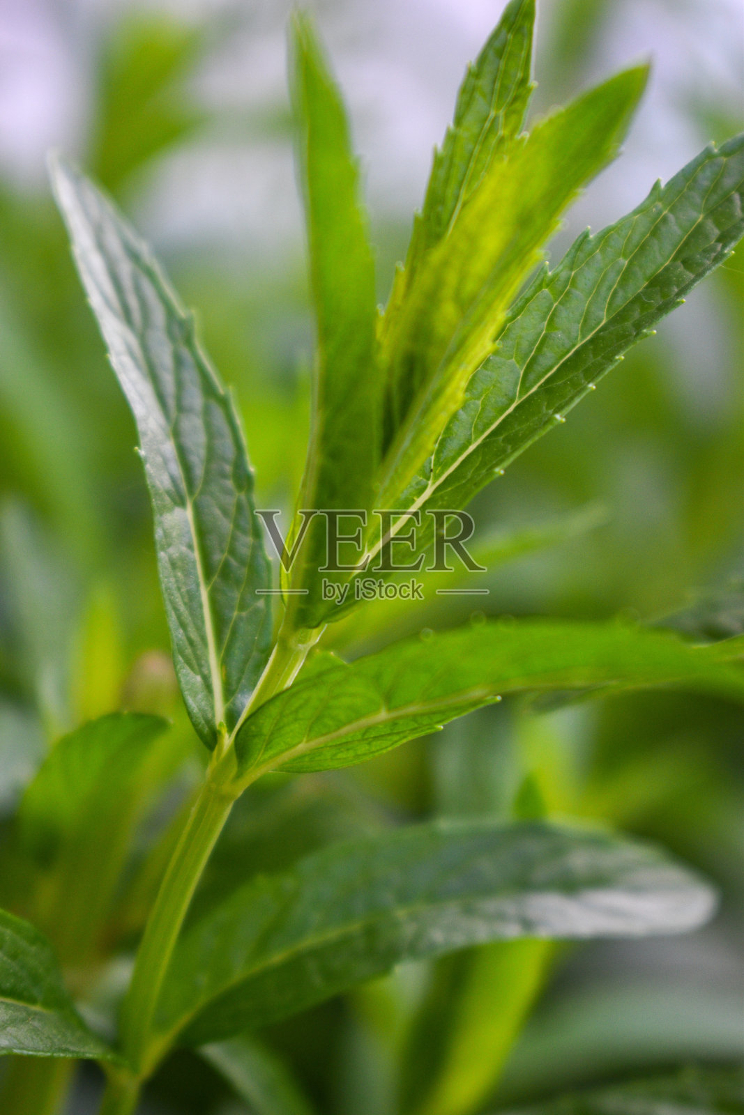 薄荷叶闭合照片摄影图片