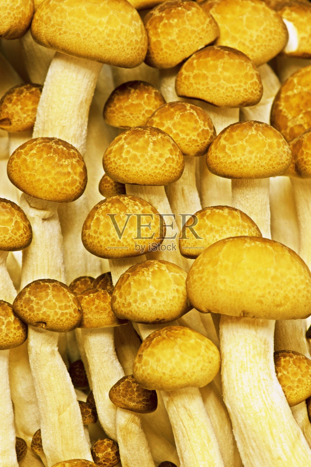 闭合的棕色蘑菇。照片摄影图片