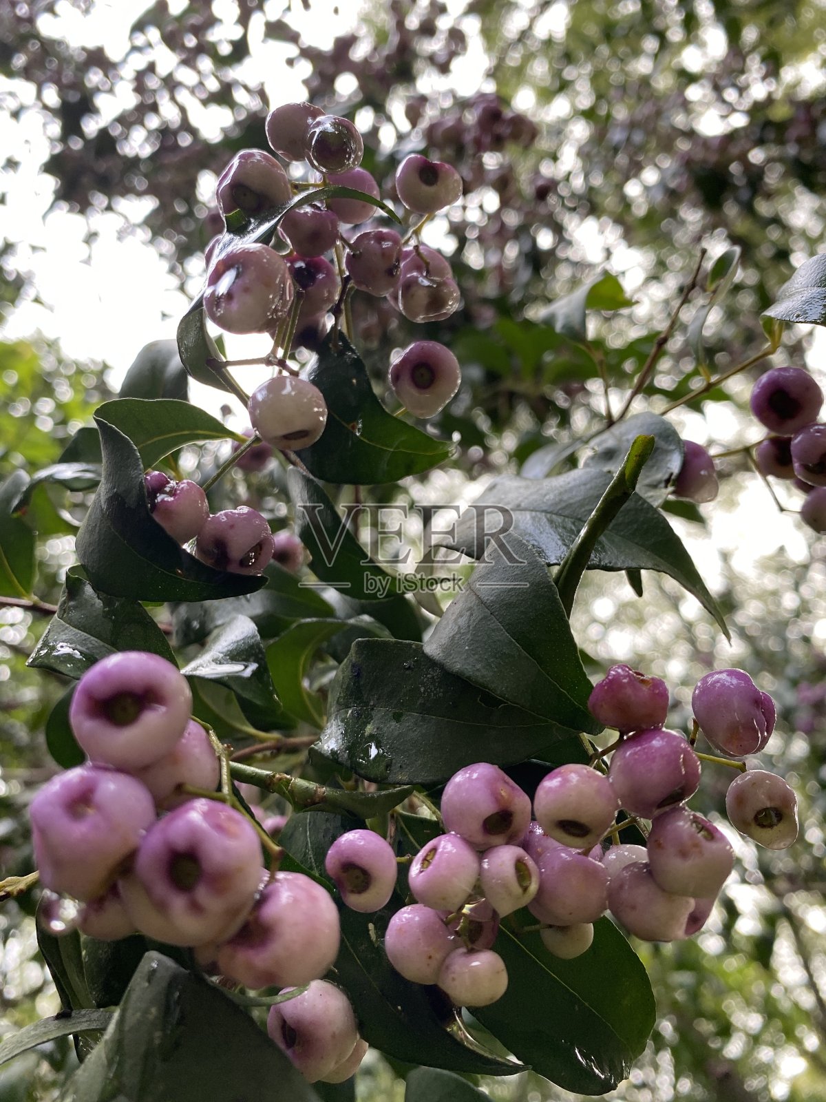 雨林中的百合树照片摄影图片