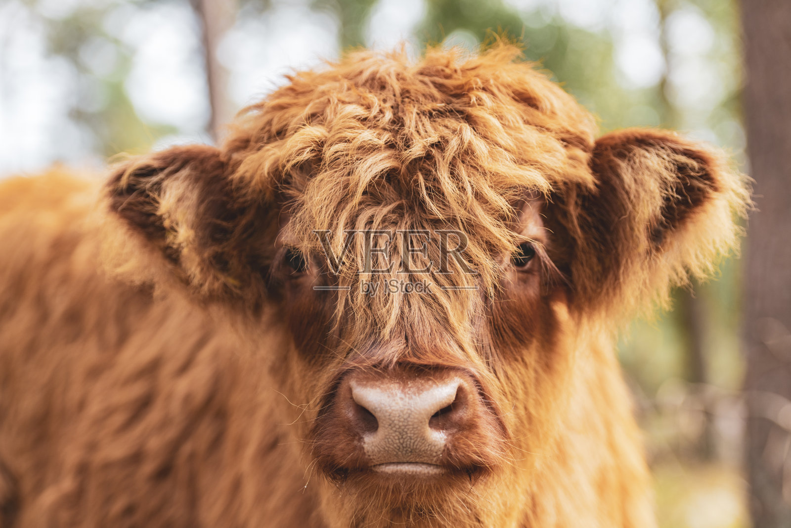 在自然保护区的苏格兰高地小牛肖像照片摄影图片