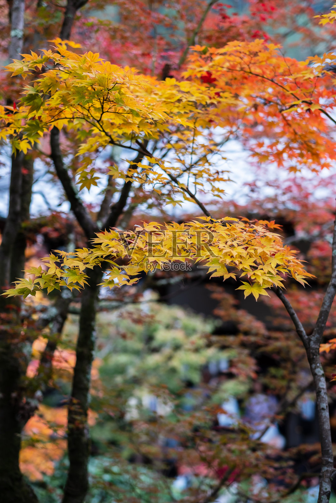 秋叶在花园中，自然的背景为季节的变化和充满活力的落叶多彩的概念照片摄影图片