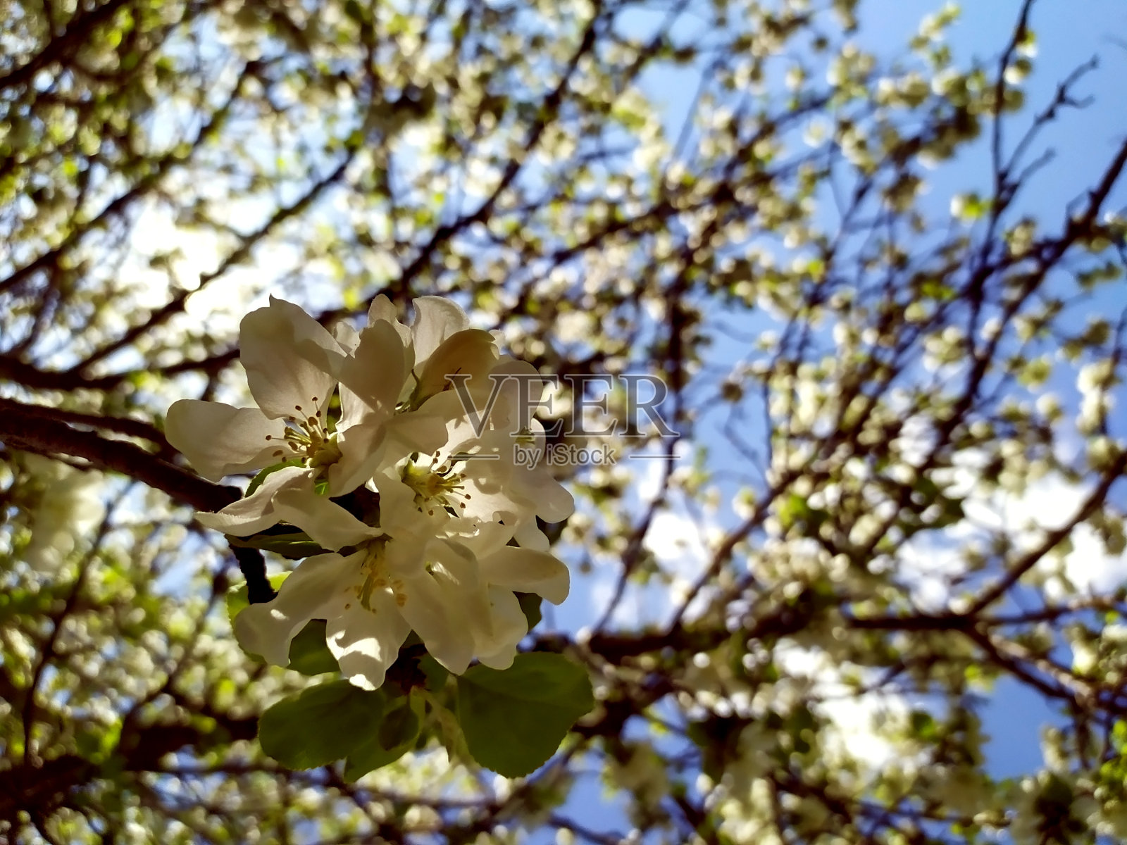 苹果花在春天开放。很多白色的花。苹果。背景是蓝色的天空。大自然的觉醒。背景。为文本复制空间。植物照片摄影图片