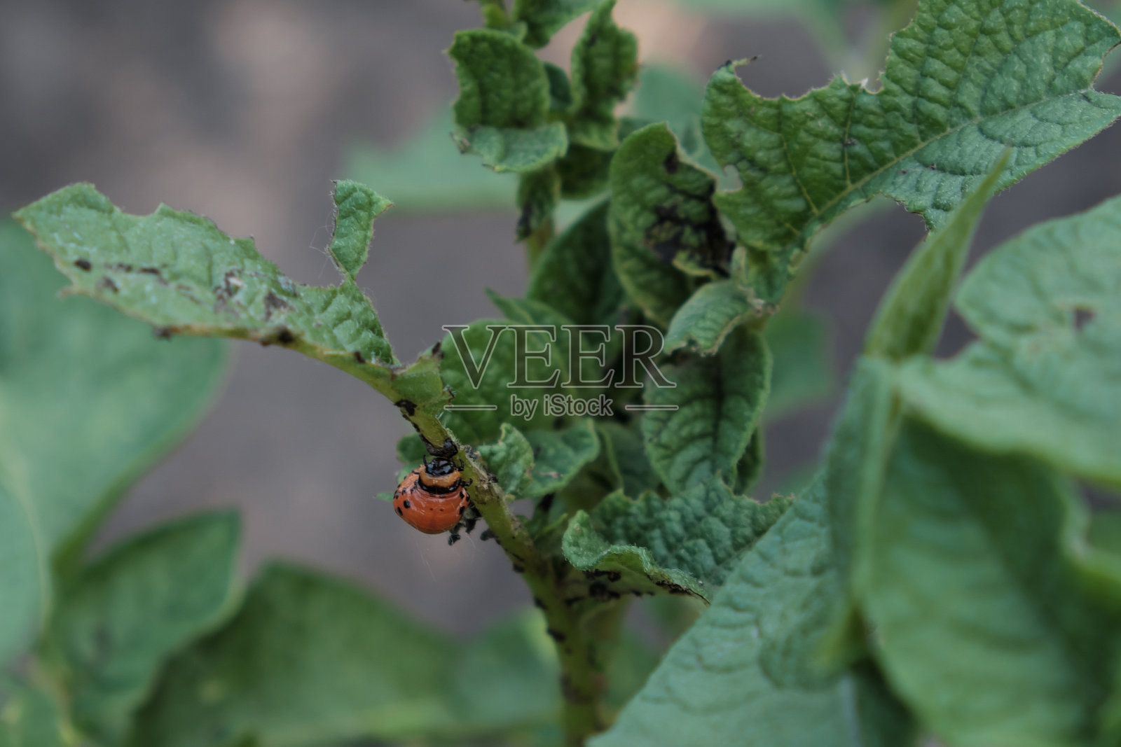 马铃薯叶上的科罗拉多马铃薯甲虫幼虫。照片摄影图片