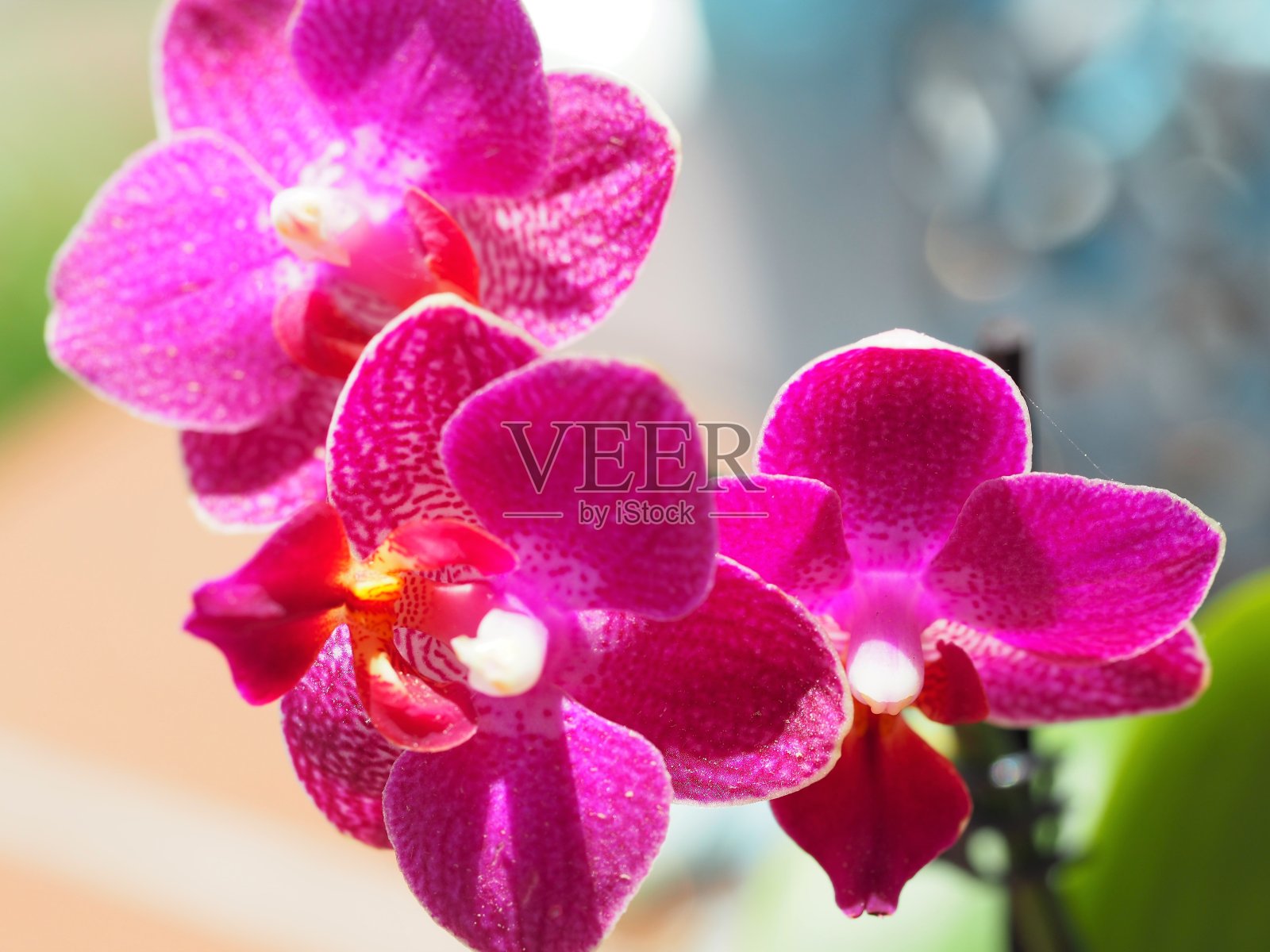 紫红色微型兰花特写照片摄影图片