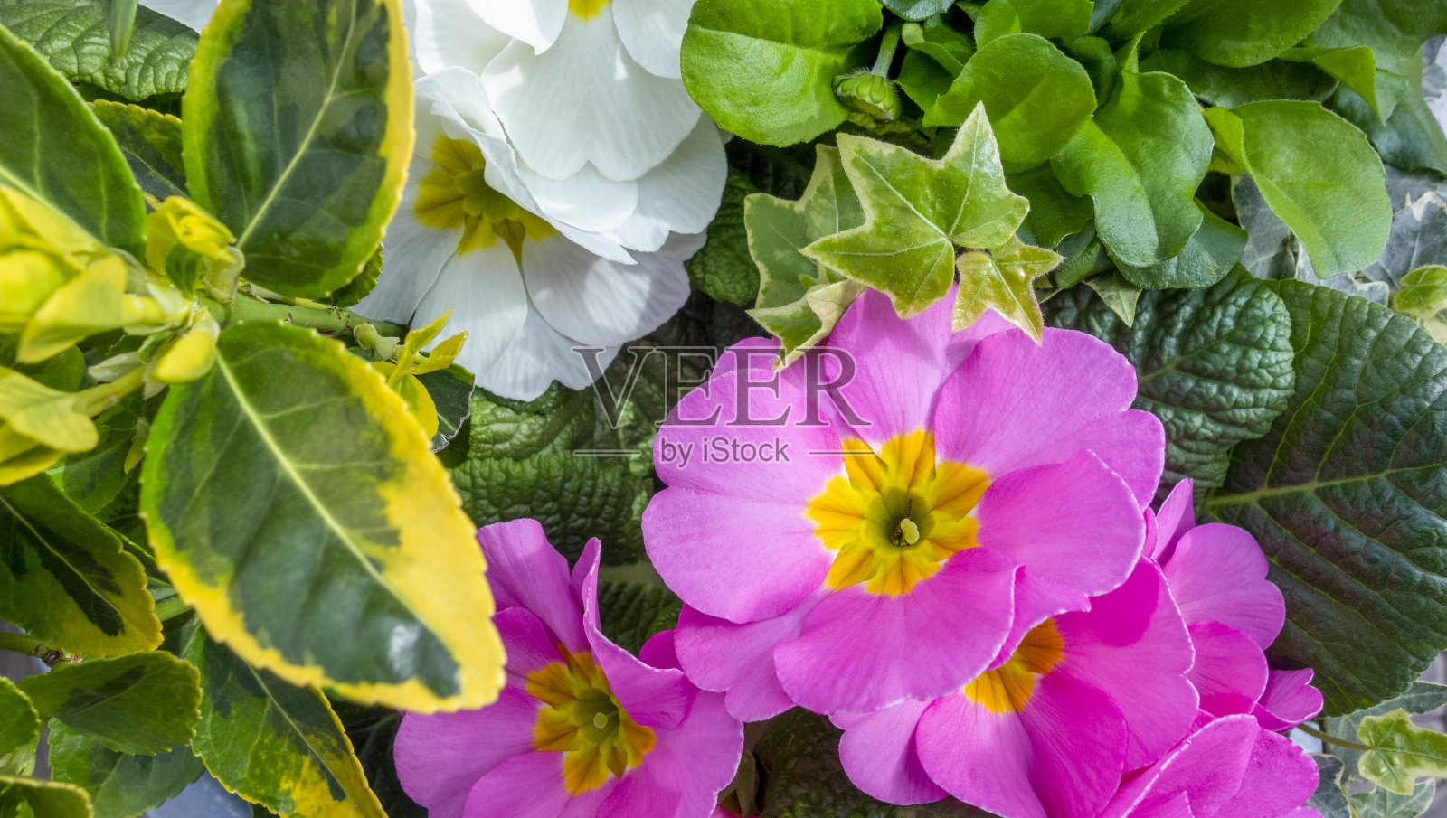 五彩缤纷的花和叶照片摄影图片