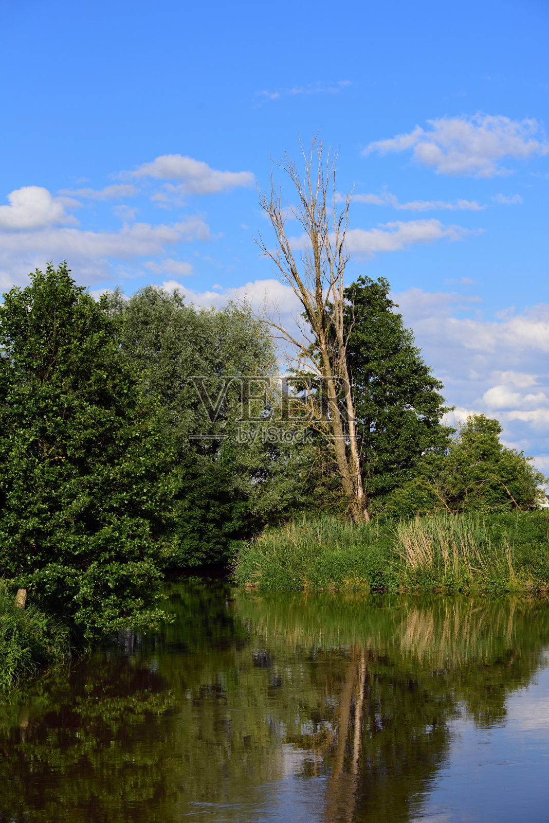 安静的风景与树木和灌木丛在一个小湖在巴伐利亚肖像格式照片摄影图片