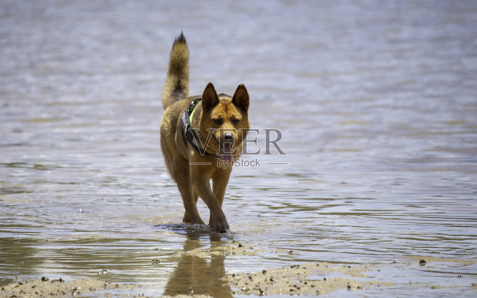 在海滩上散步的狗照片摄影图片