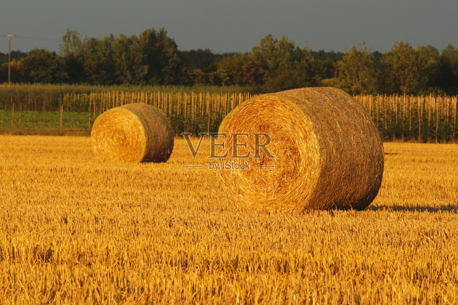 纵览收获的田野照片摄影图片