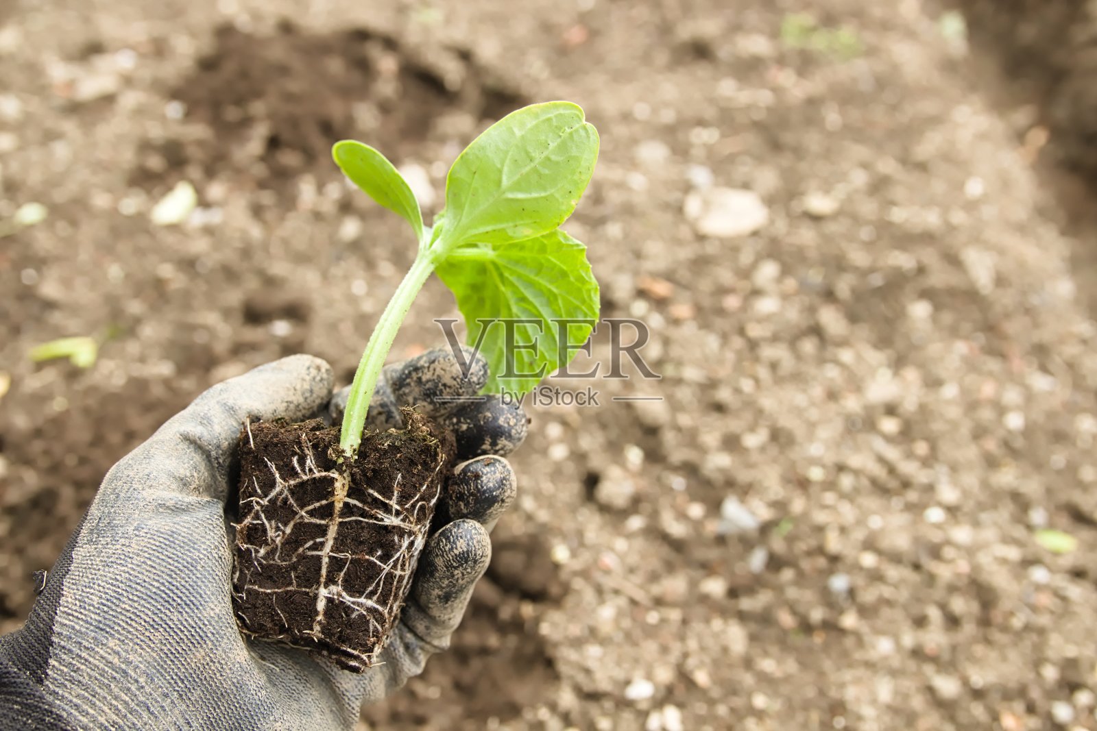 在自家花园户外种植有机幼苗的农民的手照片摄影图片