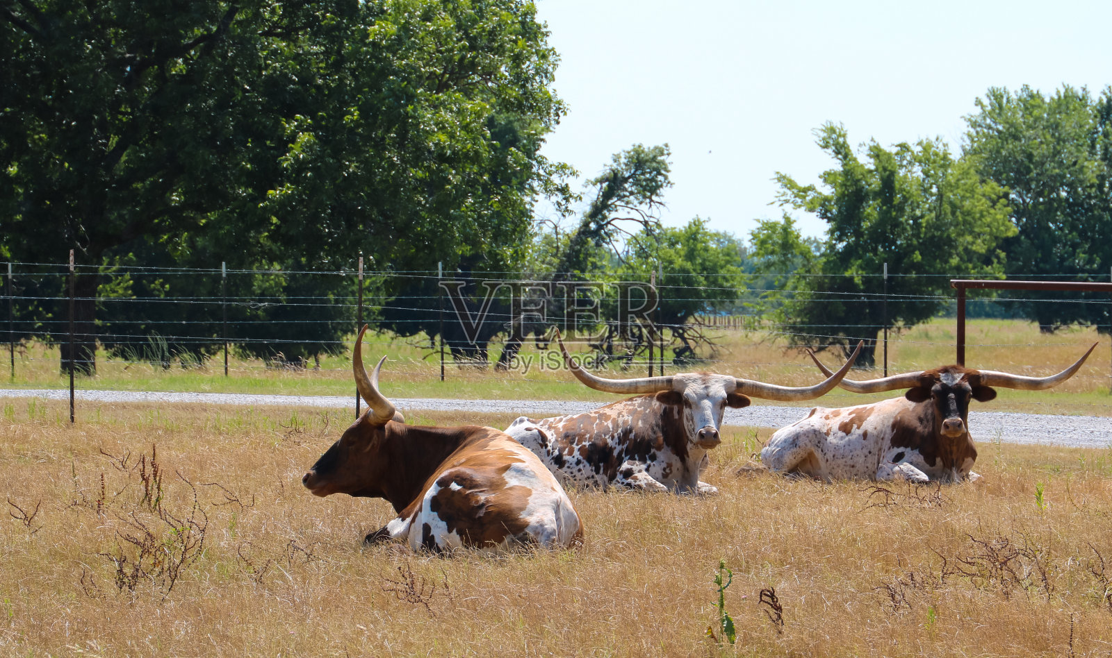 得克萨斯长角牛照片摄影图片