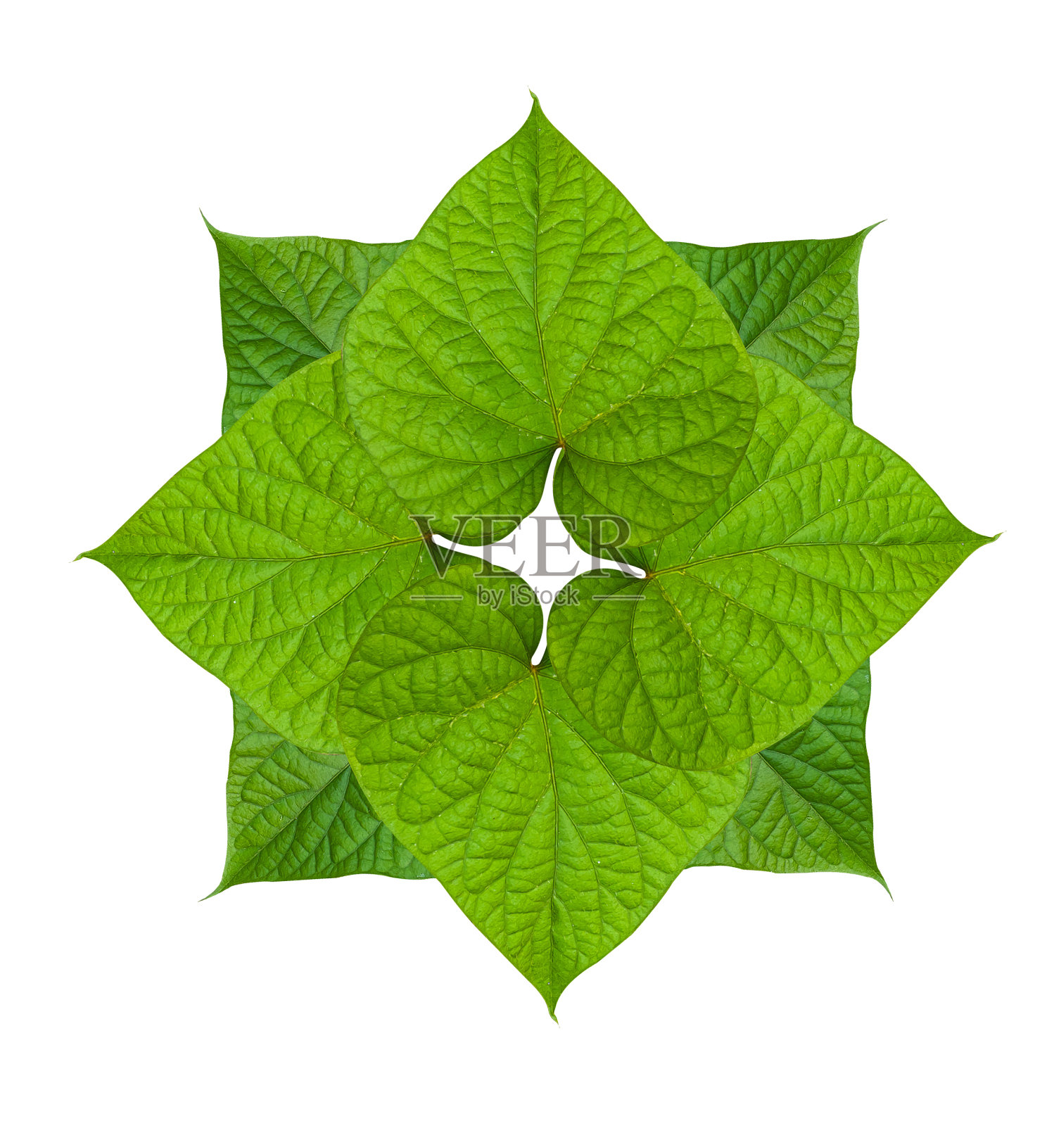 白色背景中泰国图案的绿色心形树叶图片展示照片摄影图片