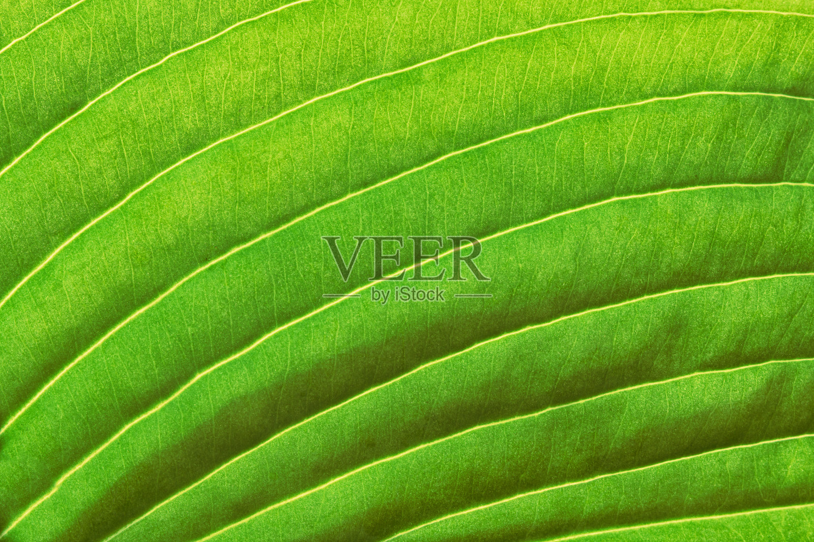 绿色玉簪叶的特写照片摄影图片