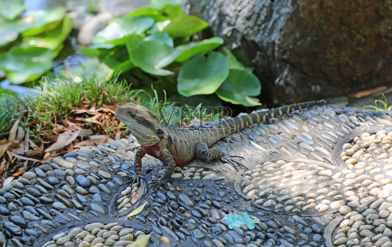 澳大利亚水龙照片摄影图片
