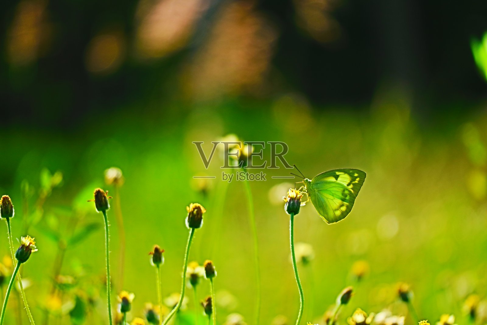 蝴蝶在吃花。照片摄影图片