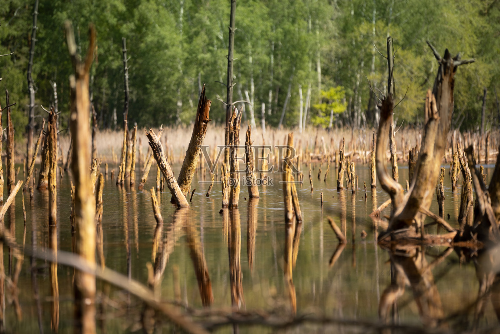 晴天湖里的枯树照片摄影图片