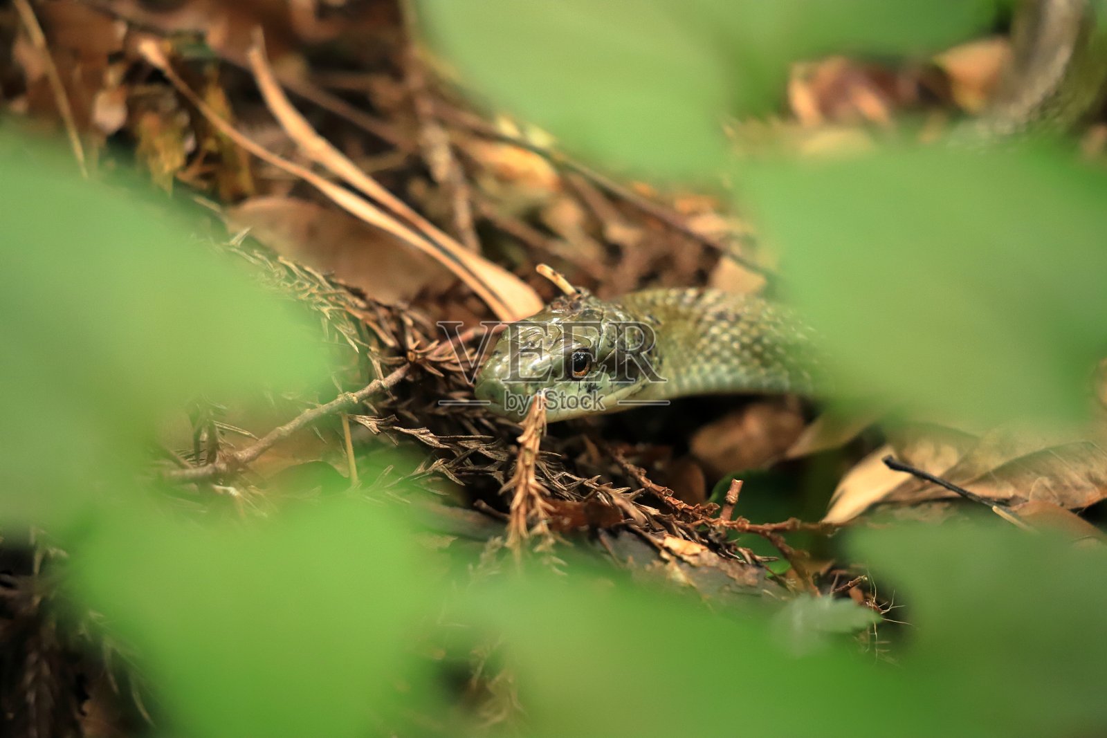 日本鼠蛇照片摄影图片
