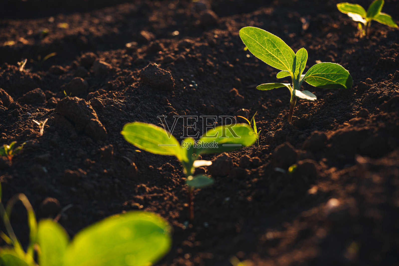 小苗生长在新开垦的土壤里照片摄影图片