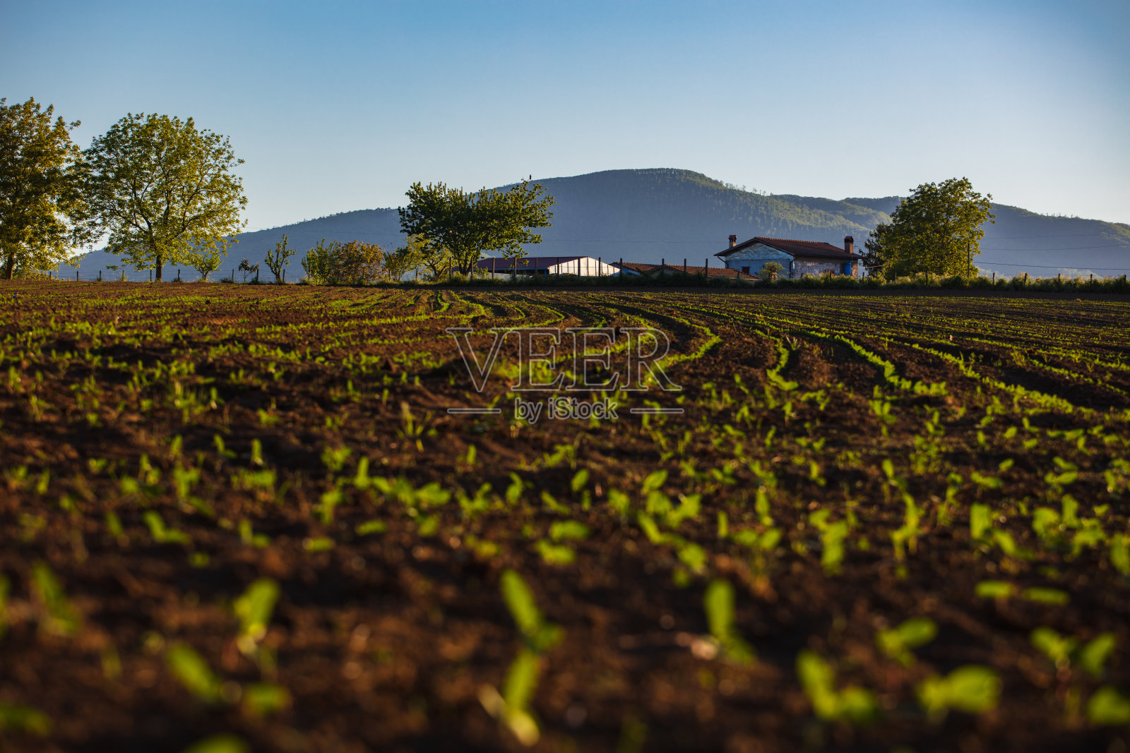小苗生长在新开垦的土壤里照片摄影图片