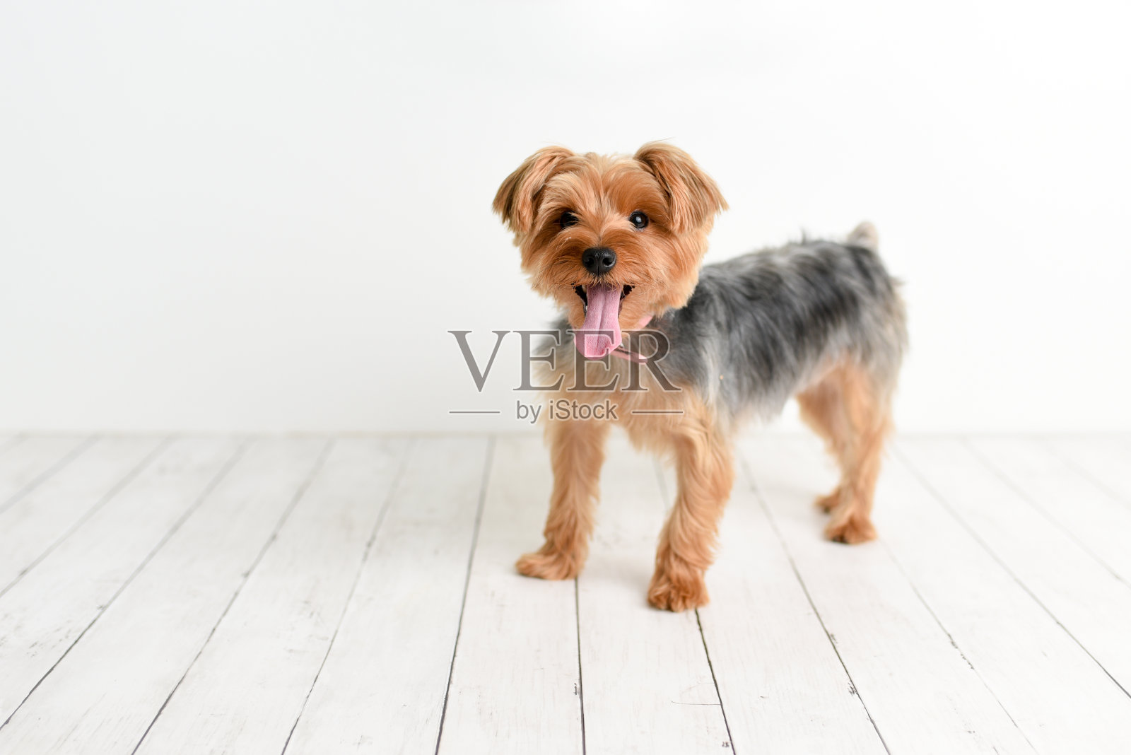 约克郡犬照片摄影图片