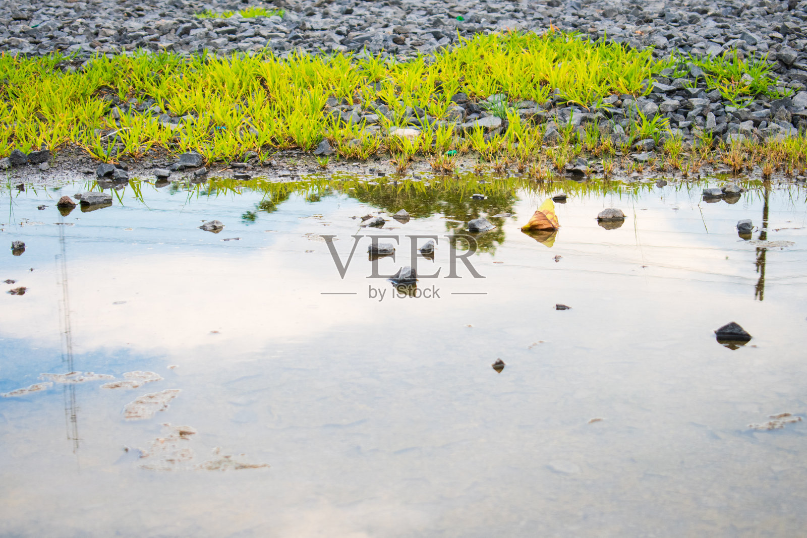 池塘里的绿草和岩石，以及明亮的天空，倒映在水面和蜻蜓上照片摄影图片