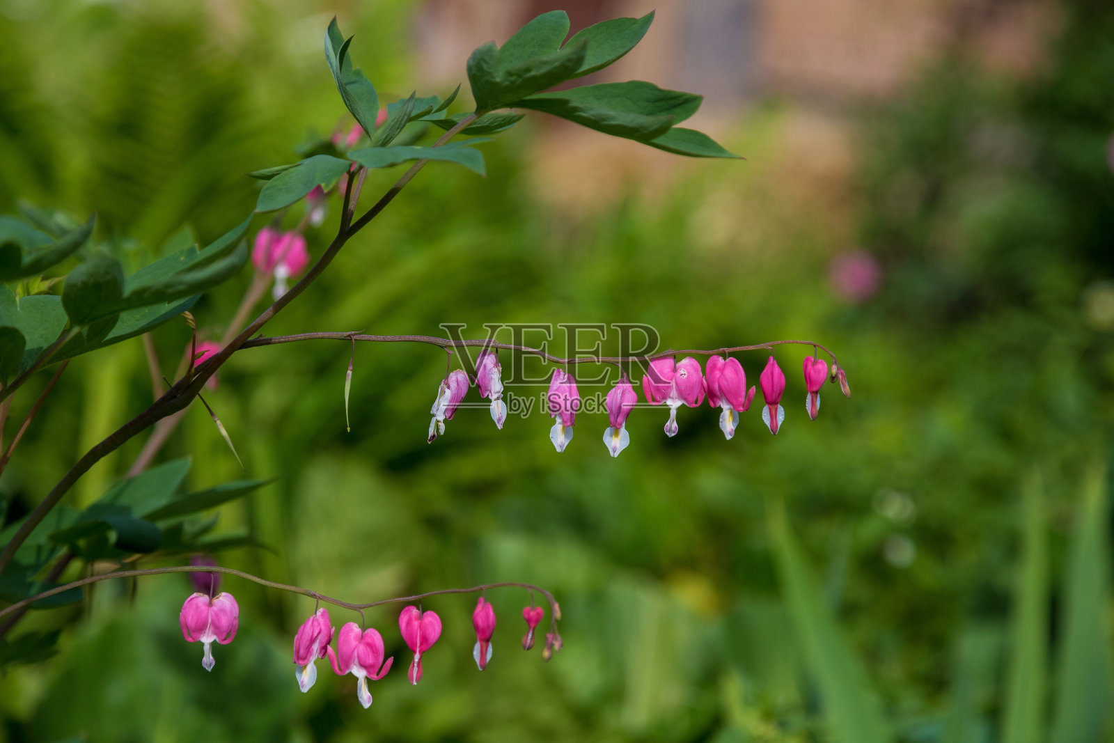 粉红色血心花照片摄影图片