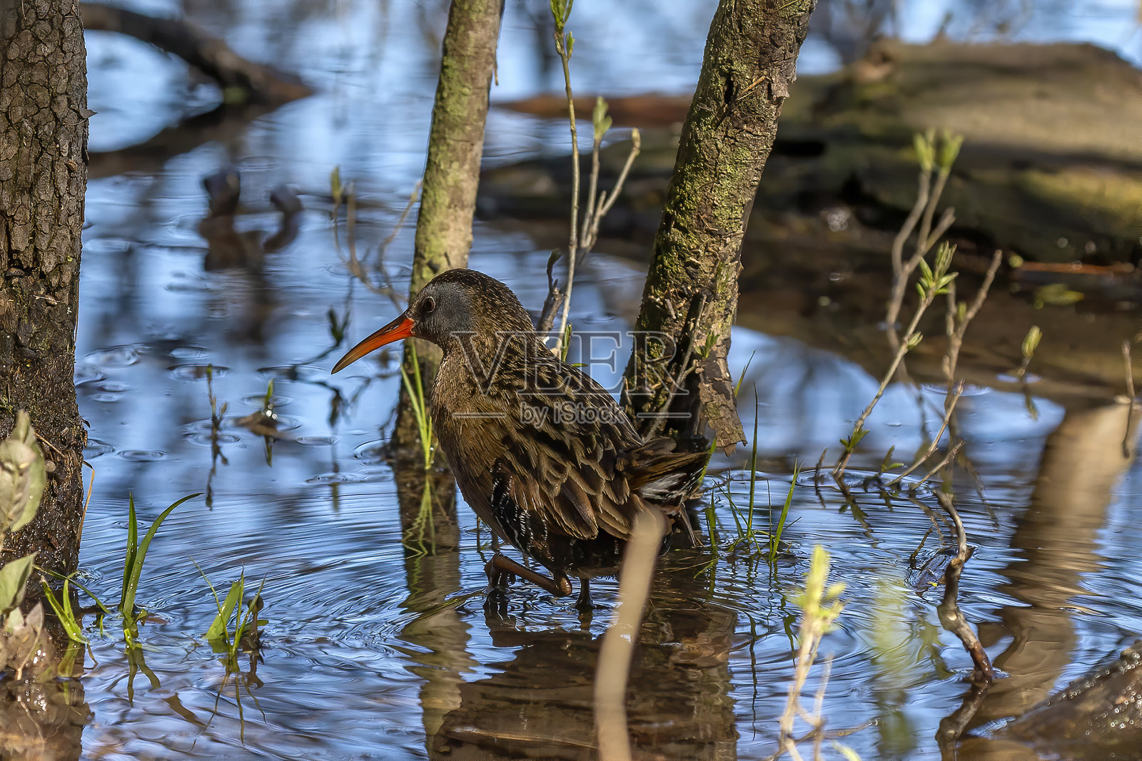 维吉尼亚铁路。在沼泽和芦苇丛生的浅水中寻找食物的涉禽照片摄影图片