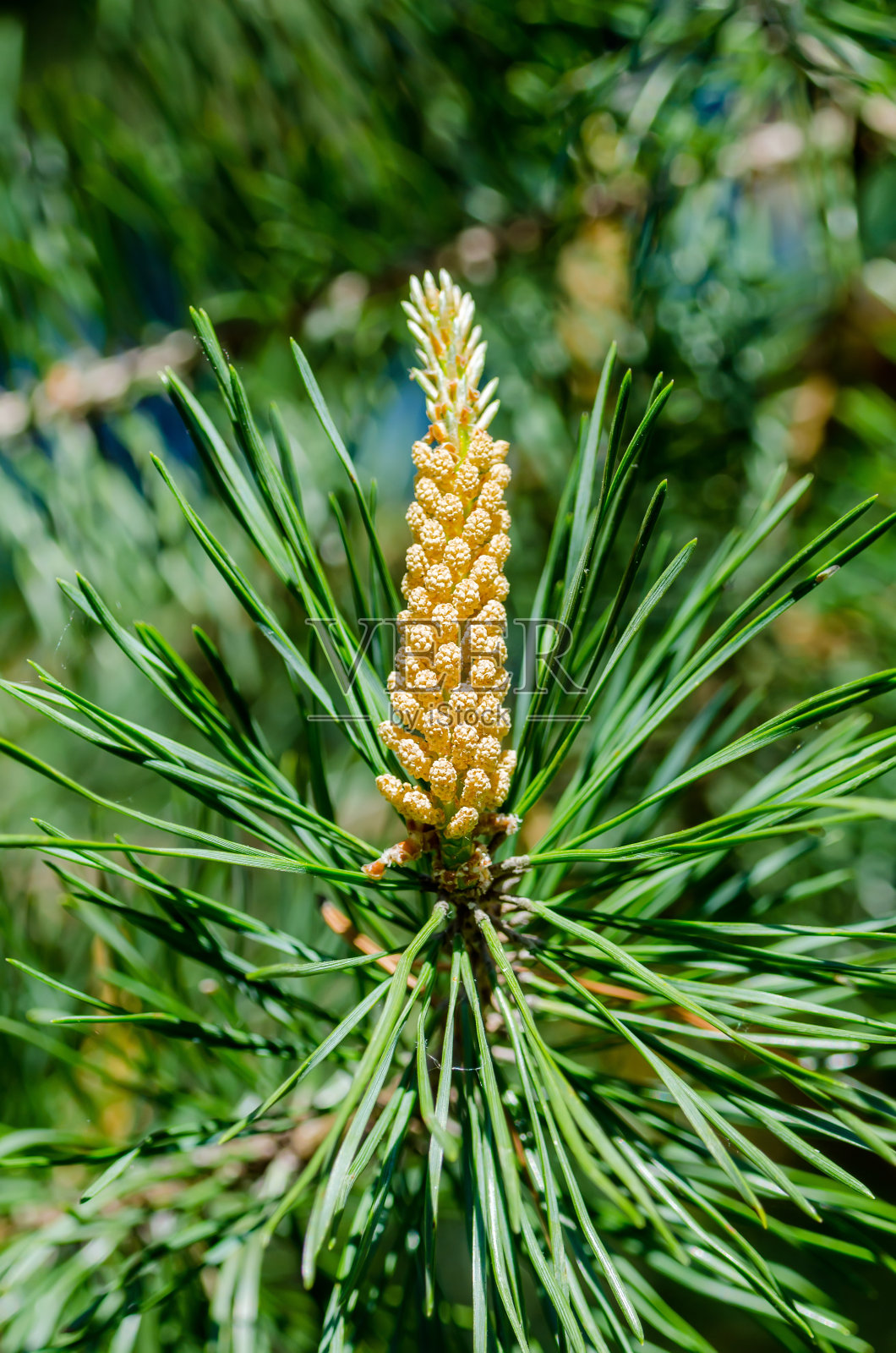 绿松芽花粉宏照片摄影图片