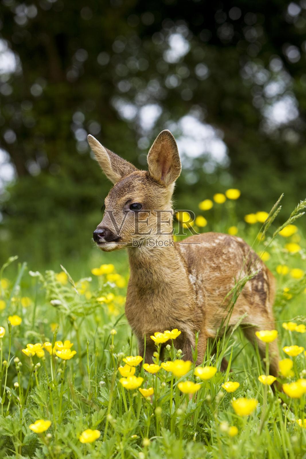 狍子，带花的小鹿，诺曼底照片摄影图片
