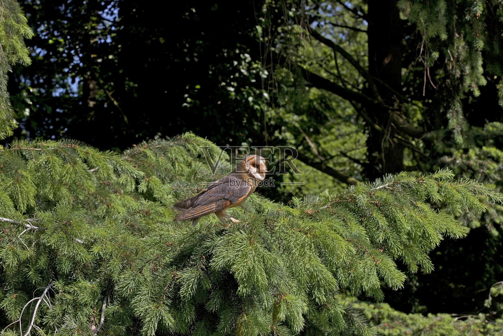 法国西部旺代，仓鸮，成年站在松树枝上照片摄影图片