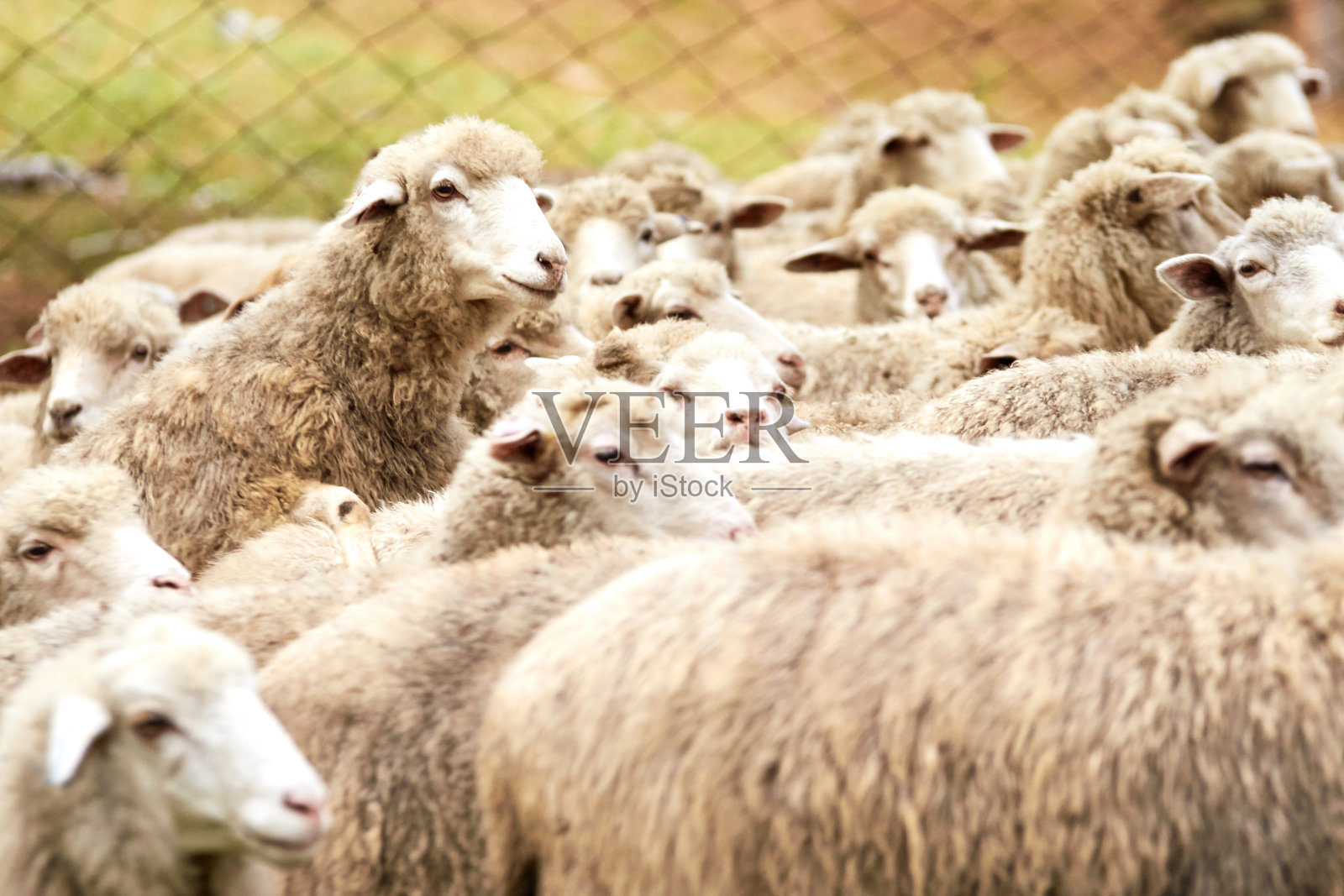 羊在户外戴着口套。站着，盯着养殖农业动物照片摄影图片