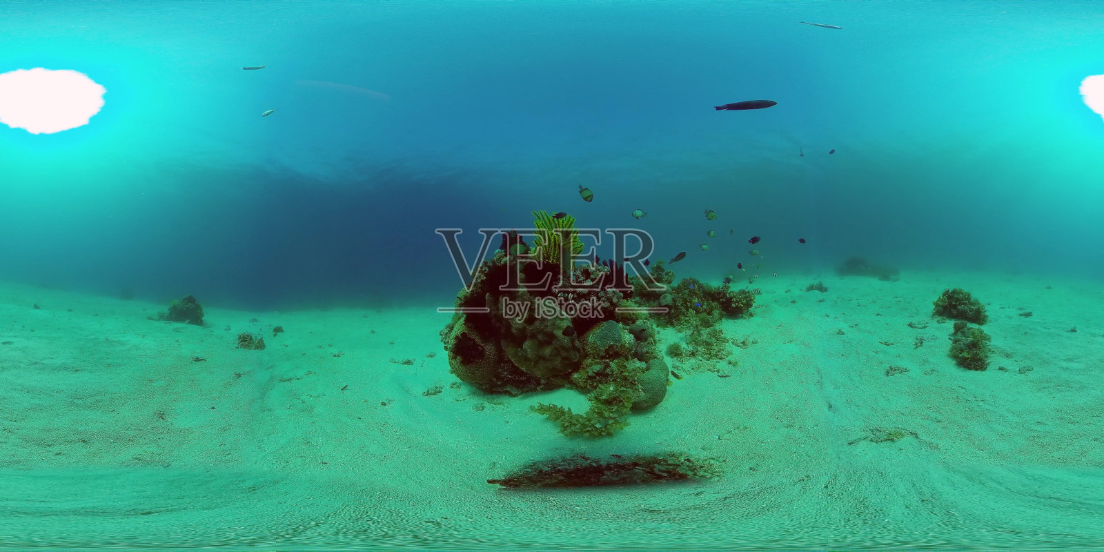 珊瑚礁与水下鱼360VR。Camiguin、菲律宾照片摄影图片