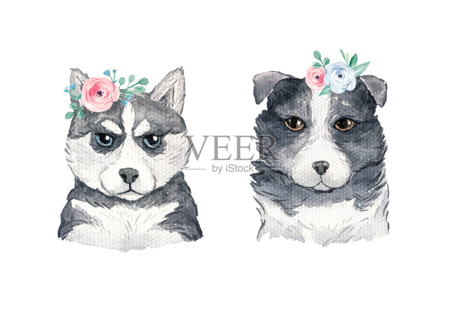 水彩画狗哈士奇和边境牧羊犬的肖像与盛开的鲜花花环。插画图片素材