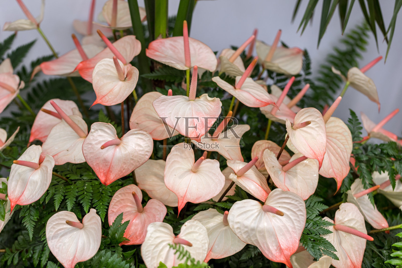 美丽的花卉装饰与一个大的红色红掌热带花照片摄影图片