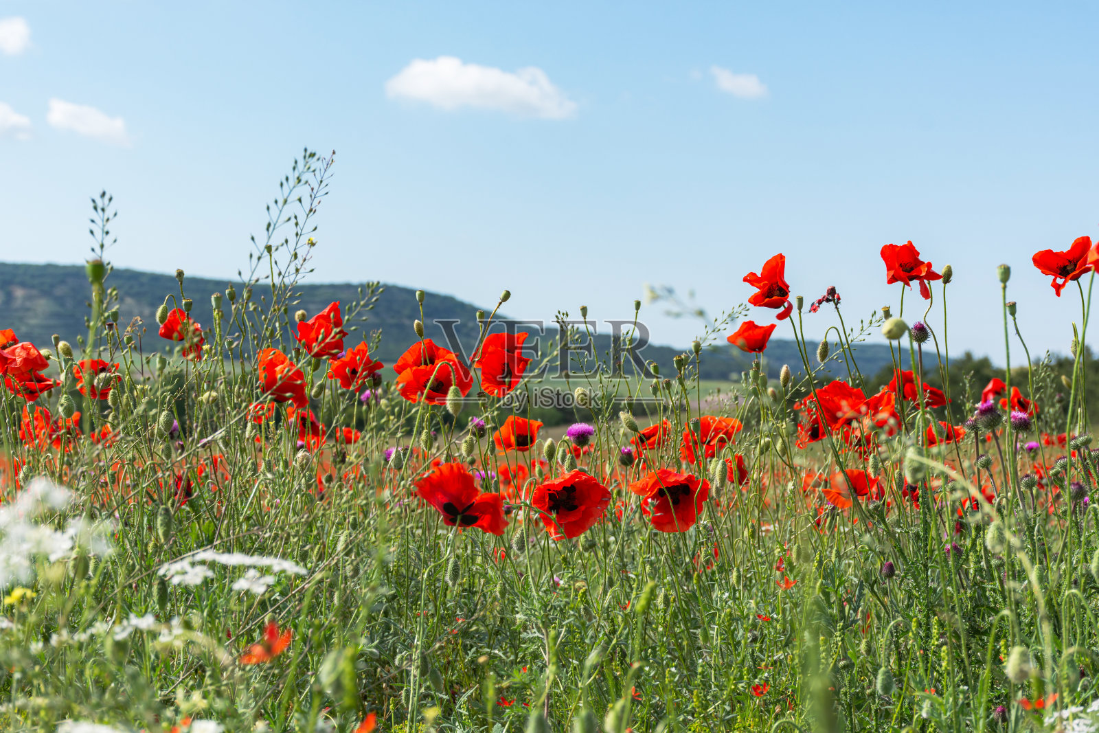 从下面看，蓝色的天空映衬着红色的罂粟照片摄影图片