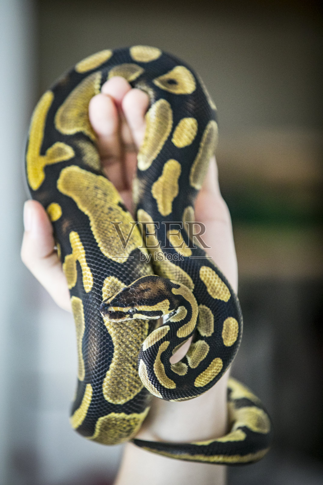 一个年轻人手里拿着他的宠物巨蟒照片摄影图片