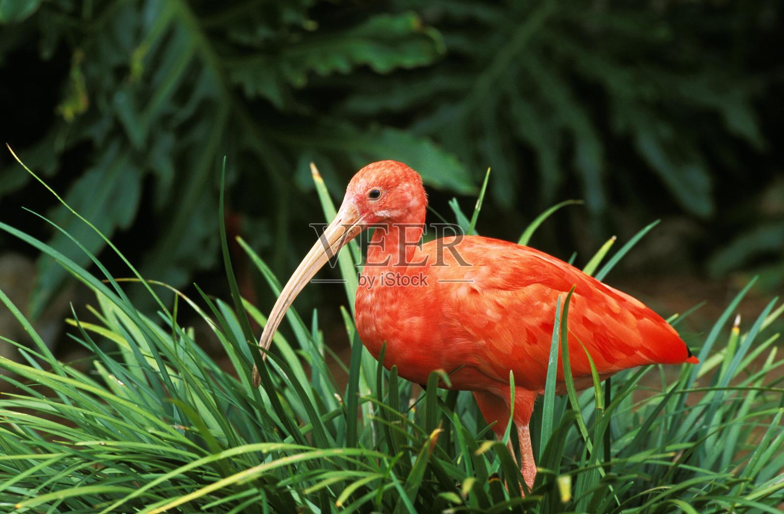 朱鹮，成年朱鹮照片摄影图片