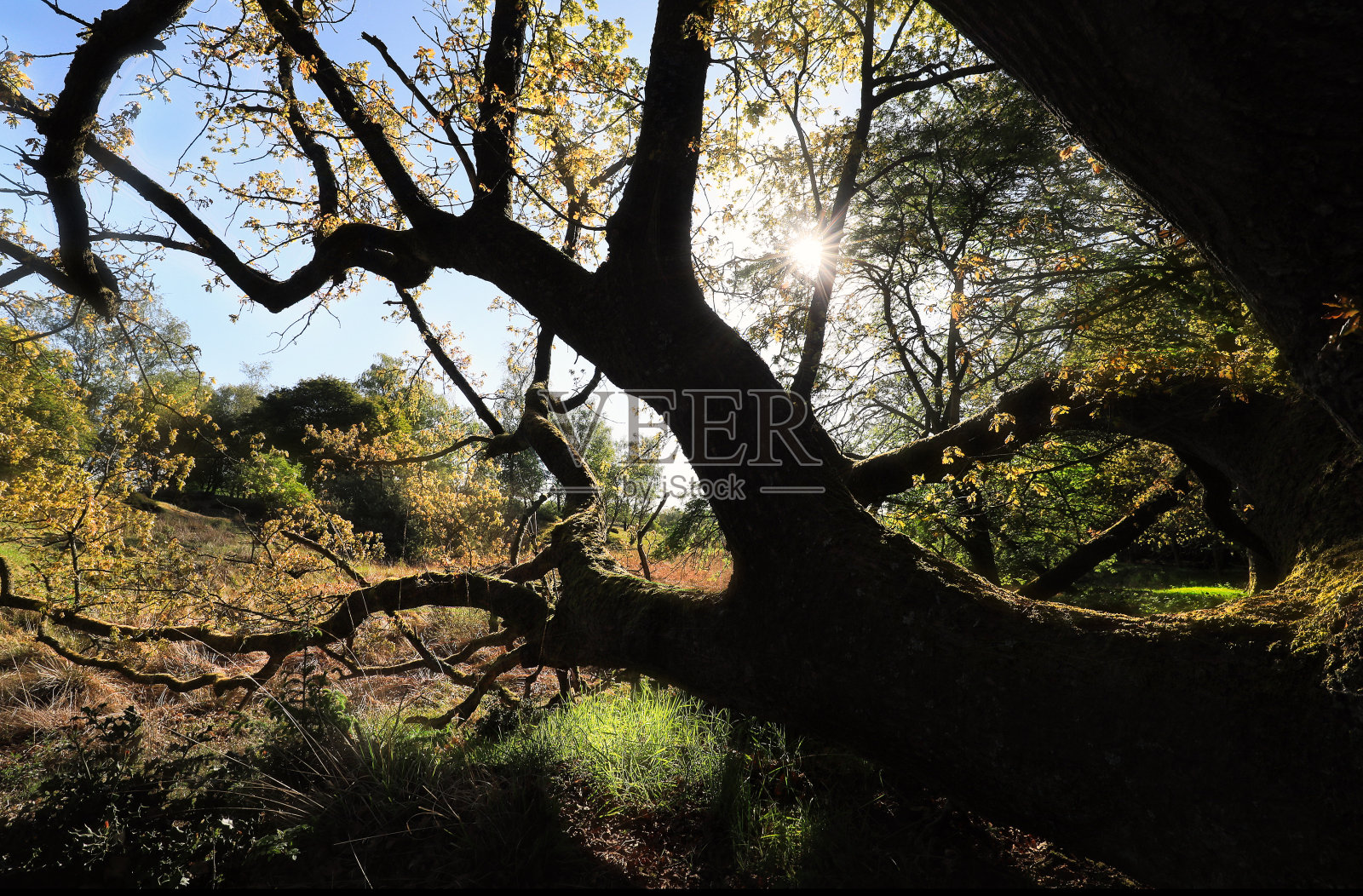 早晨阳光透过橡树的树枝照片摄影图片
