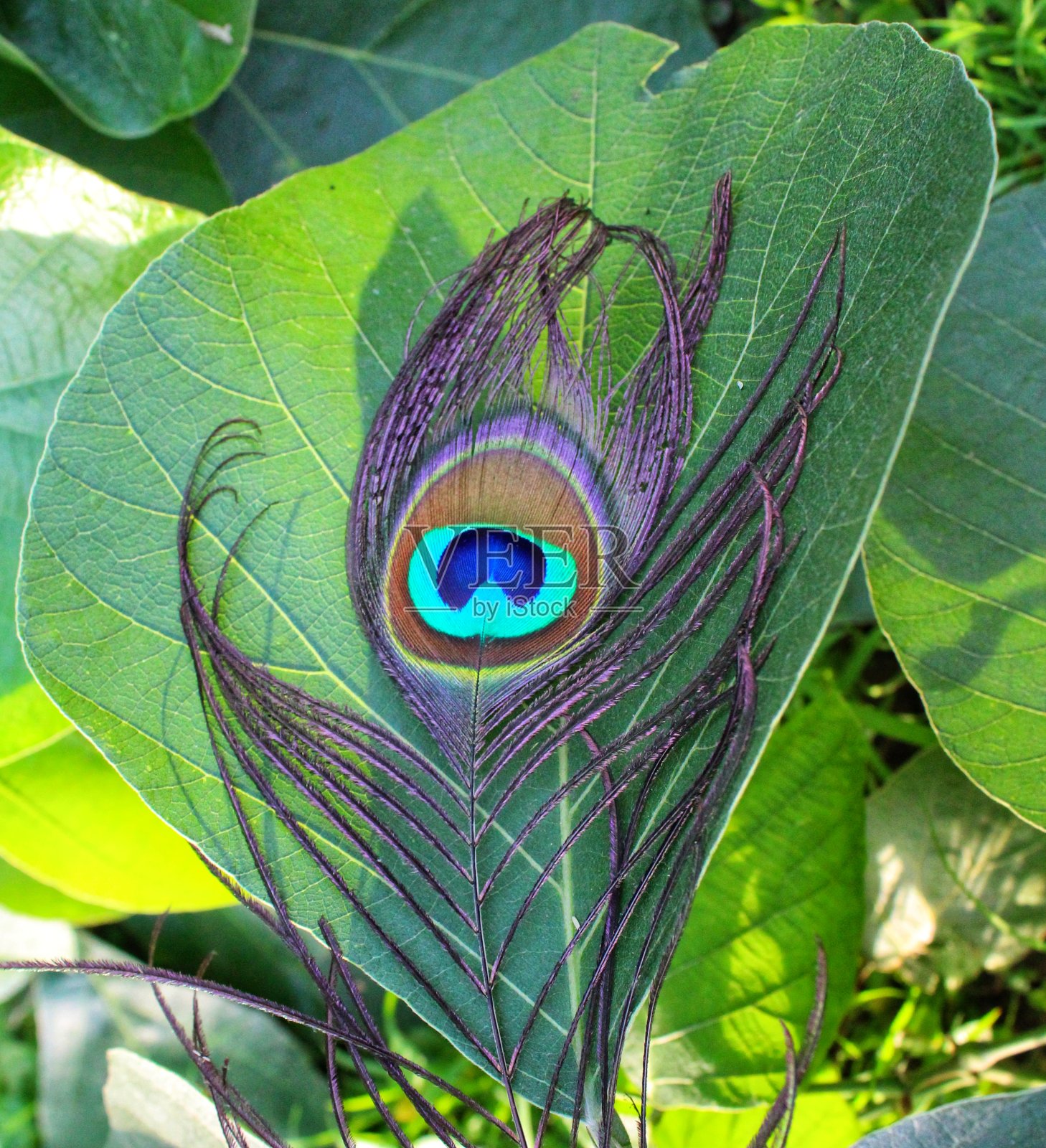 可爱的孔雀羽毛壁纸照片摄影图片