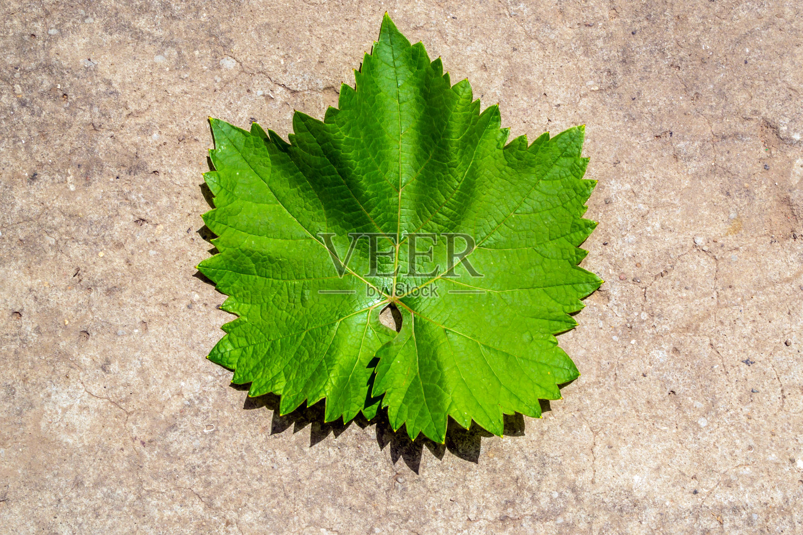 绿叶特写，上一层灰色照片摄影图片