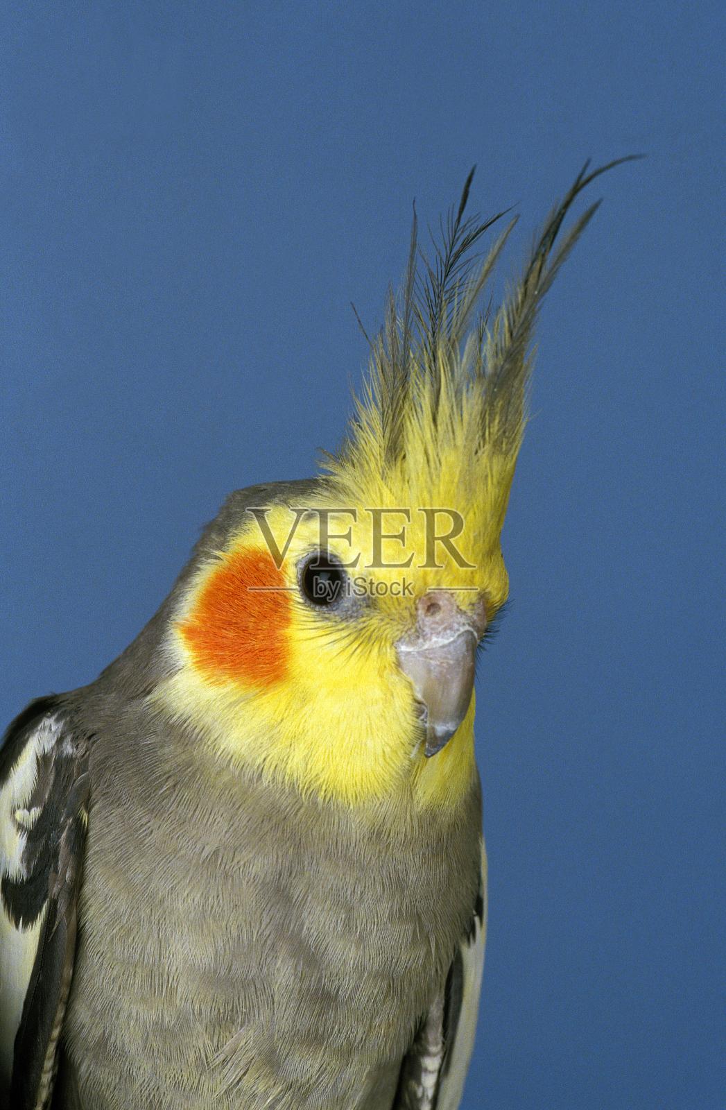 澳洲鹦鹉，荷兰蛱蝶，成人肖像照片摄影图片