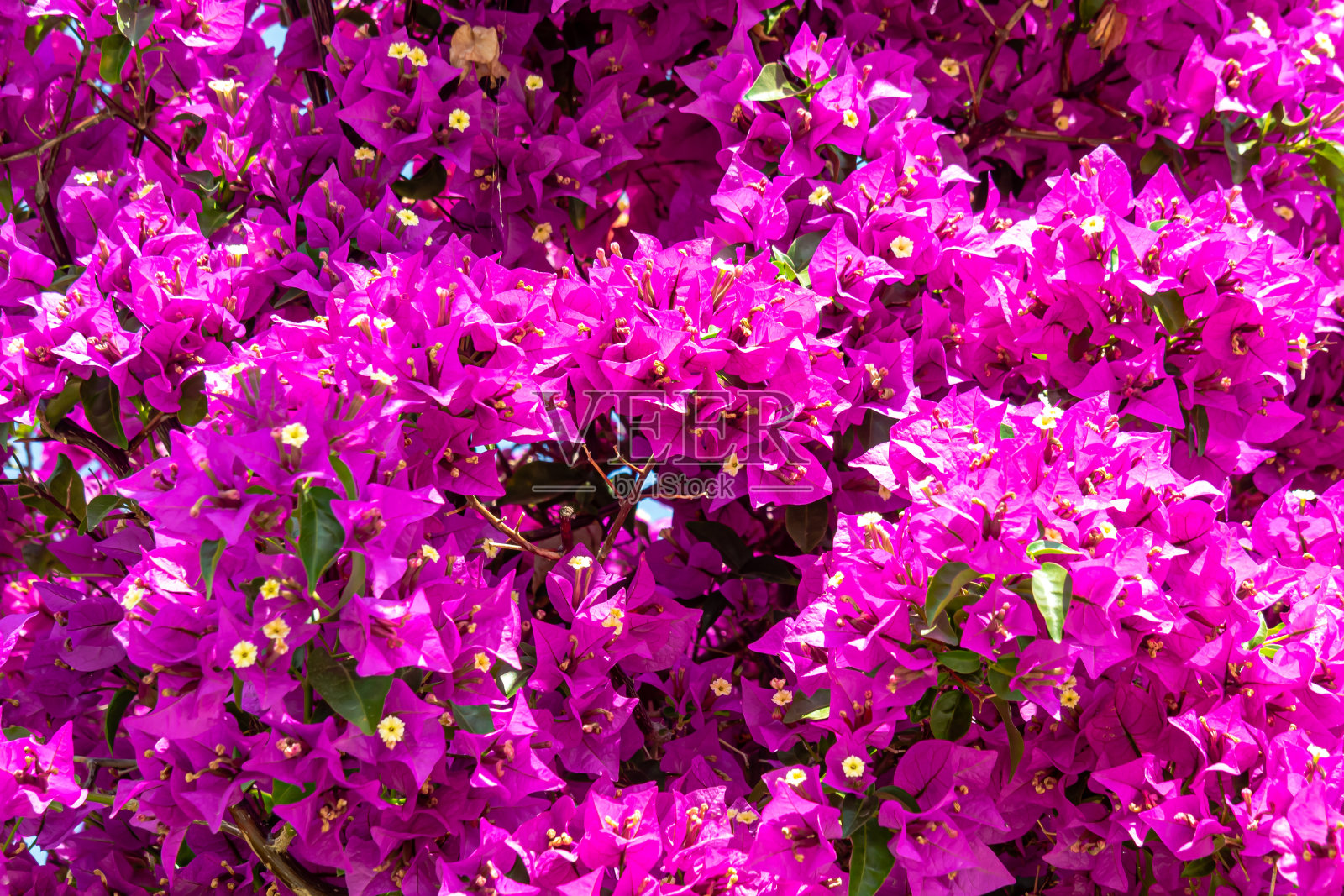 灌木上亮粉色的小花照片摄影图片