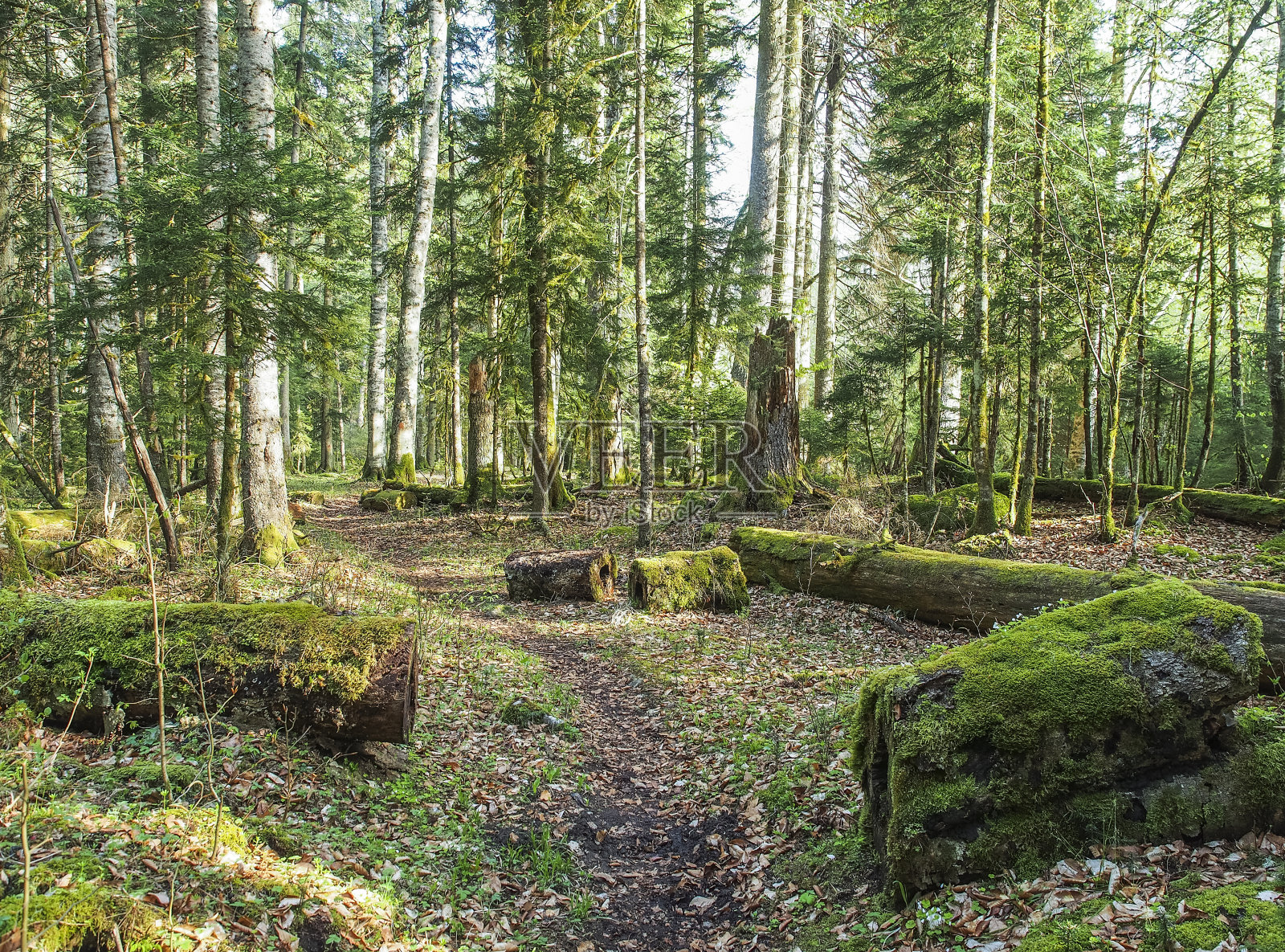 美丽的山地森林在夏天的时间照片摄影图片