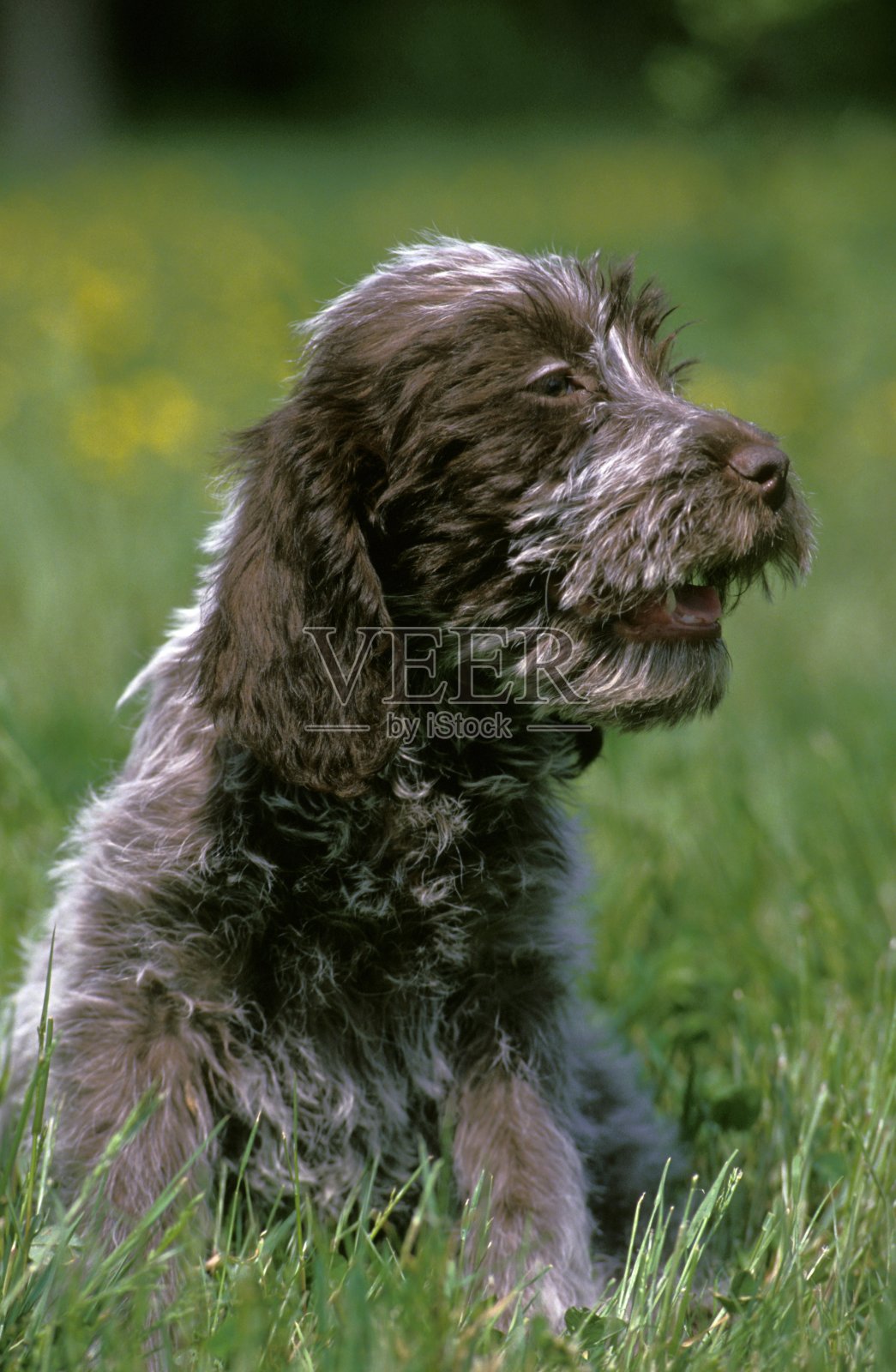 科塔尔狗或铁毛狮鹫，小狗坐在草地上照片摄影图片