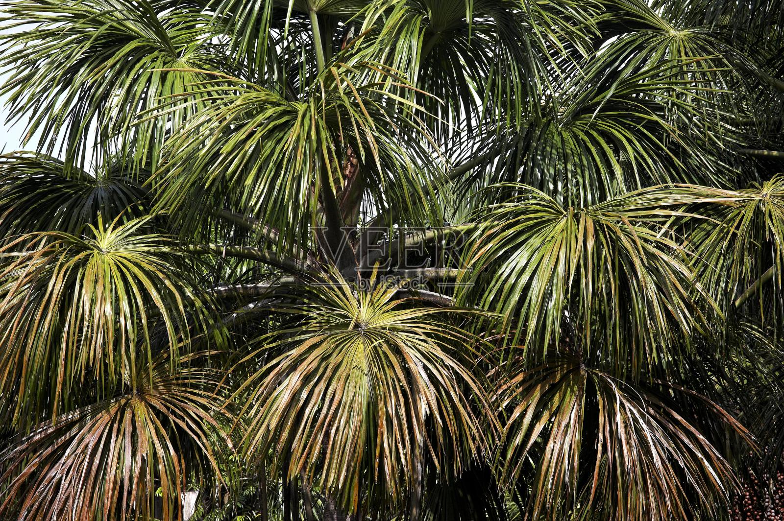 委内瑞拉奥里诺科河三角洲的棕榈树照片摄影图片